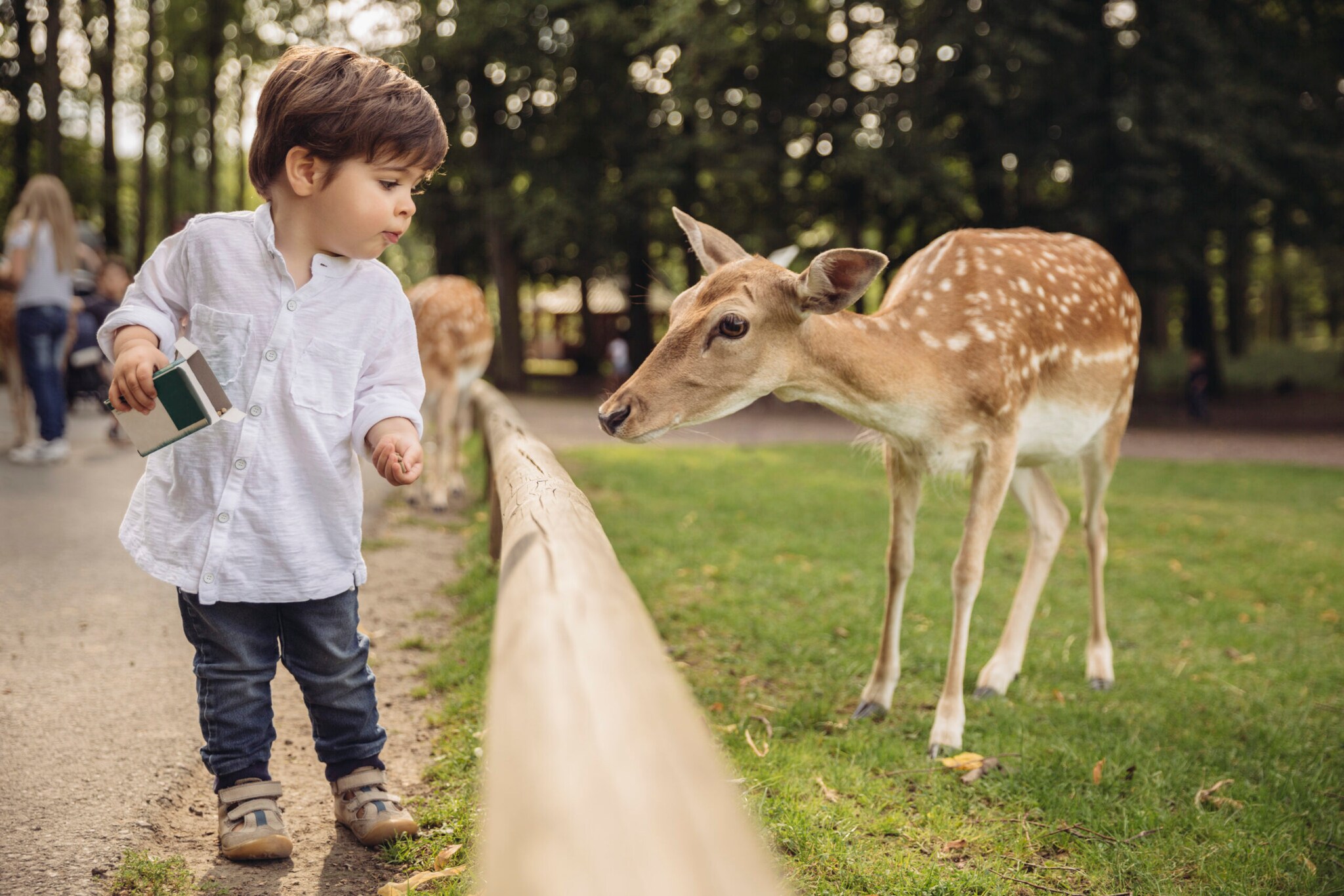 Kleiner Junge in weißem Hemd füttert ein Reh im Park.