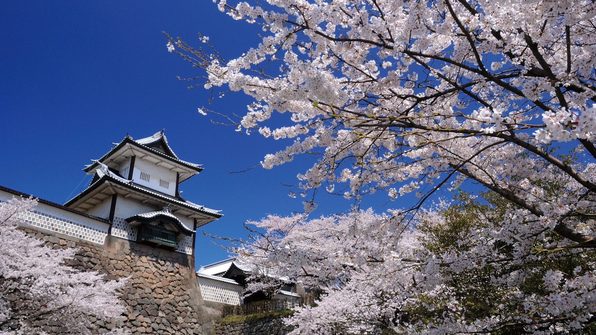 Kirschblüten vor dem historischen Kanazawa Schloss mit weißem Turm und steinernem Fundament unter klarem blauem Himmel