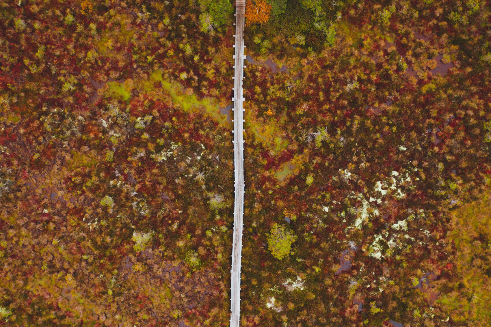 Ein Weg zum Wandern in einem Moorgebiet. Ein Weg zum Wandern in einem Moorgebiet.