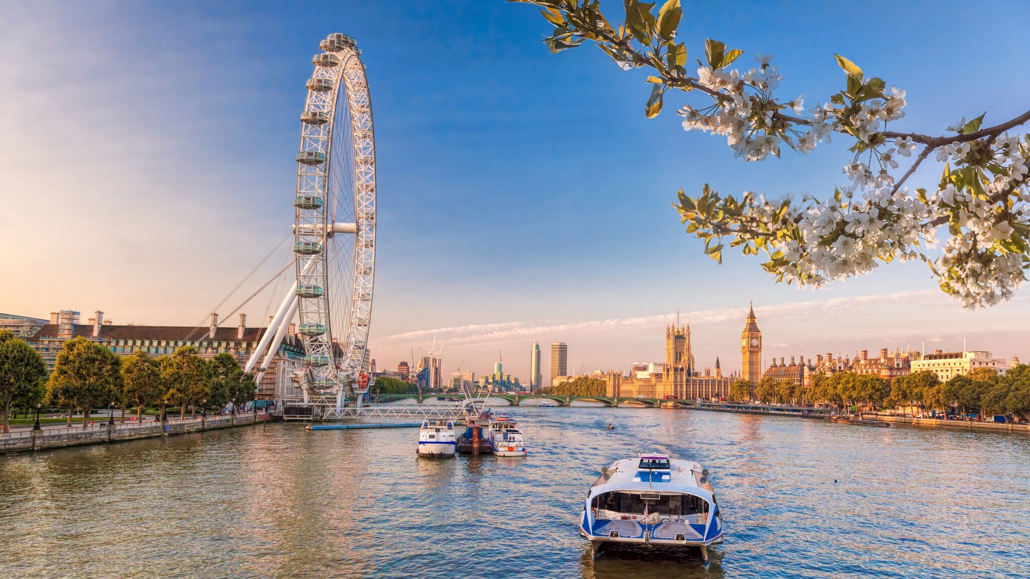 Blick auf das London Eye und die Themse mit Ausflugsbooten, im Hintergrund der Big Ben und blühende Kirschzweige im Vordergrund. Blick auf das London Eye und die Themse mit Ausflugsbooten, im Hintergrund der Big Ben und blühende Kirschzweige im Vordergrund.