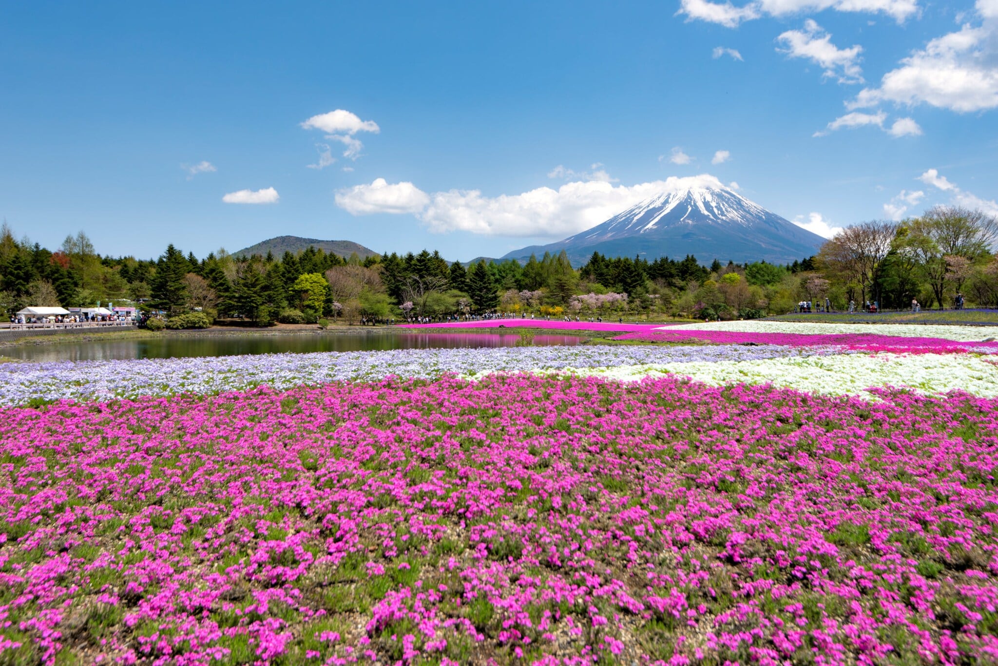 Bunt blühende Wiese in Fujinomiya, mit dem Motosuko-See und Mount Fuji im Hintergrund. Bunt blühende Wiese in Fujinomiya, mit dem Motosuko-See und Mount Fuji im Hintergrund.