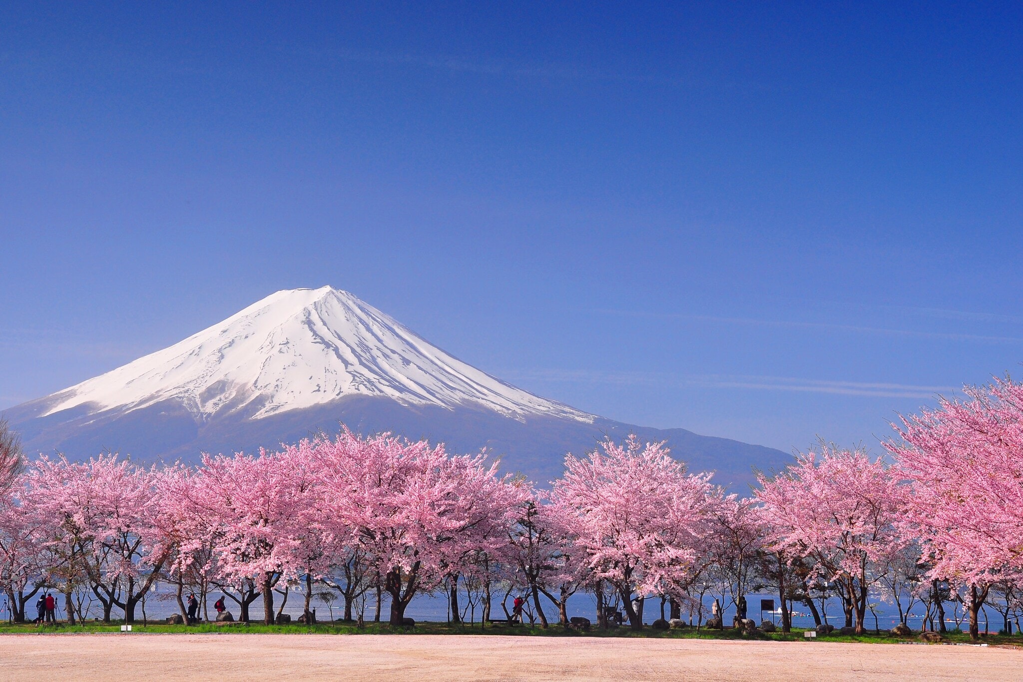 Panoramabild des schneebedeckten Mount Fuji mit rosa blühenden japanischen Kirschblütenbäumen im Vordergrund. Panoramabild des schneebedeckten Mount Fuji mit rosa blühenden japanischen Kirschblütenbäumen im Vordergrund.