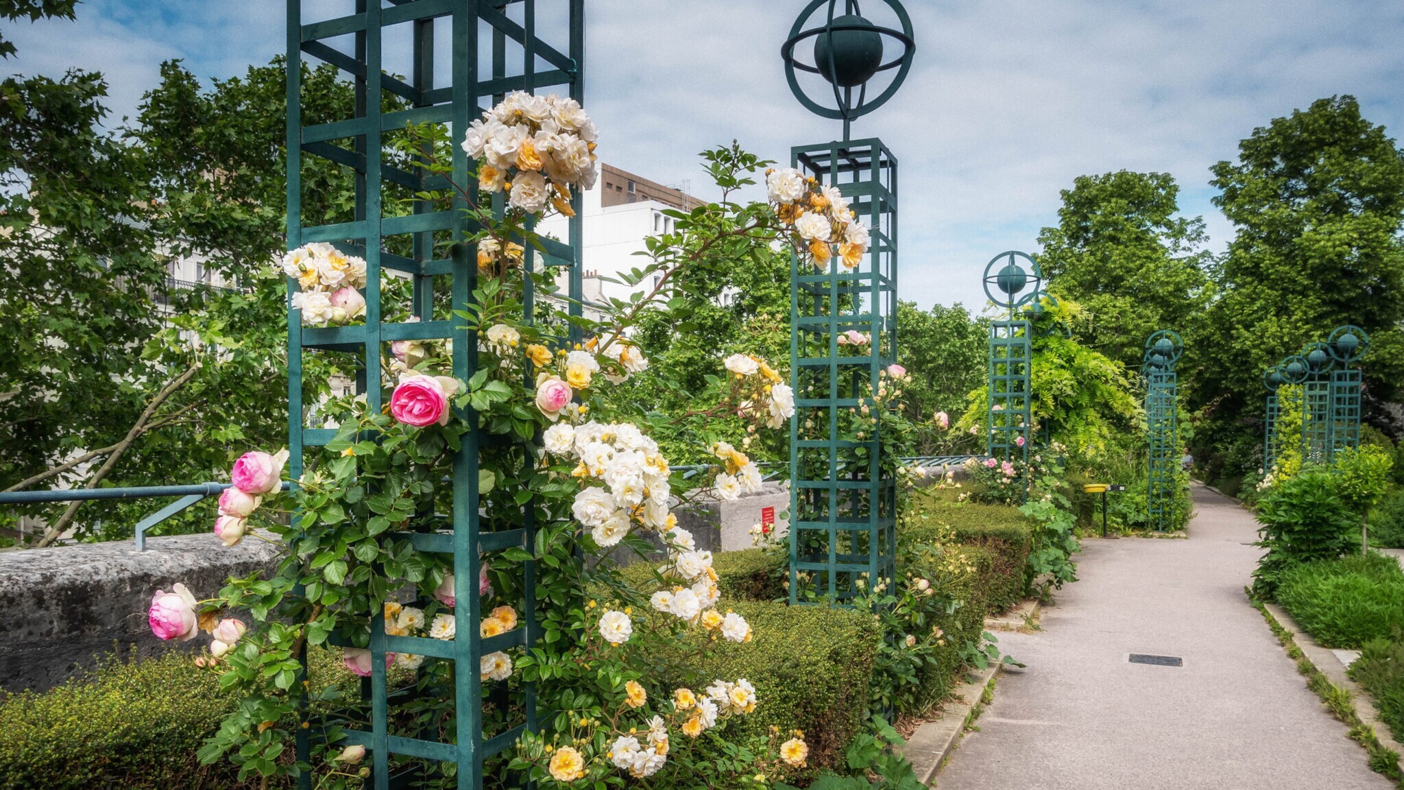Rosen in verschiedenen Farben wachsen an grünen Rankgittern entlang eines gepflasterten Wegs in einem Park