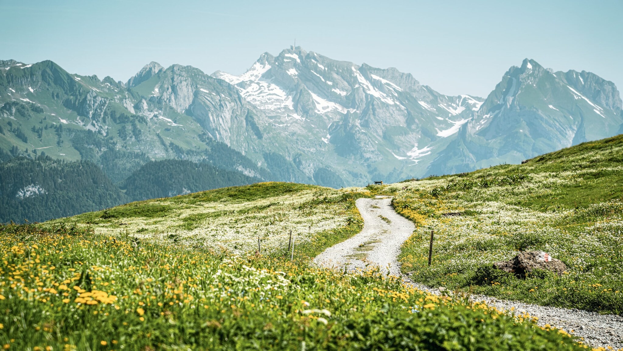 Kurvenreicher Weg durch eine blühende Wiese, umgeben von hohen, schneebedeckten Bergen im Hintergrund. Kurvenreicher Weg durch eine blühende Wiese, umgeben von hohen, schneebedeckten Bergen im Hintergrund.