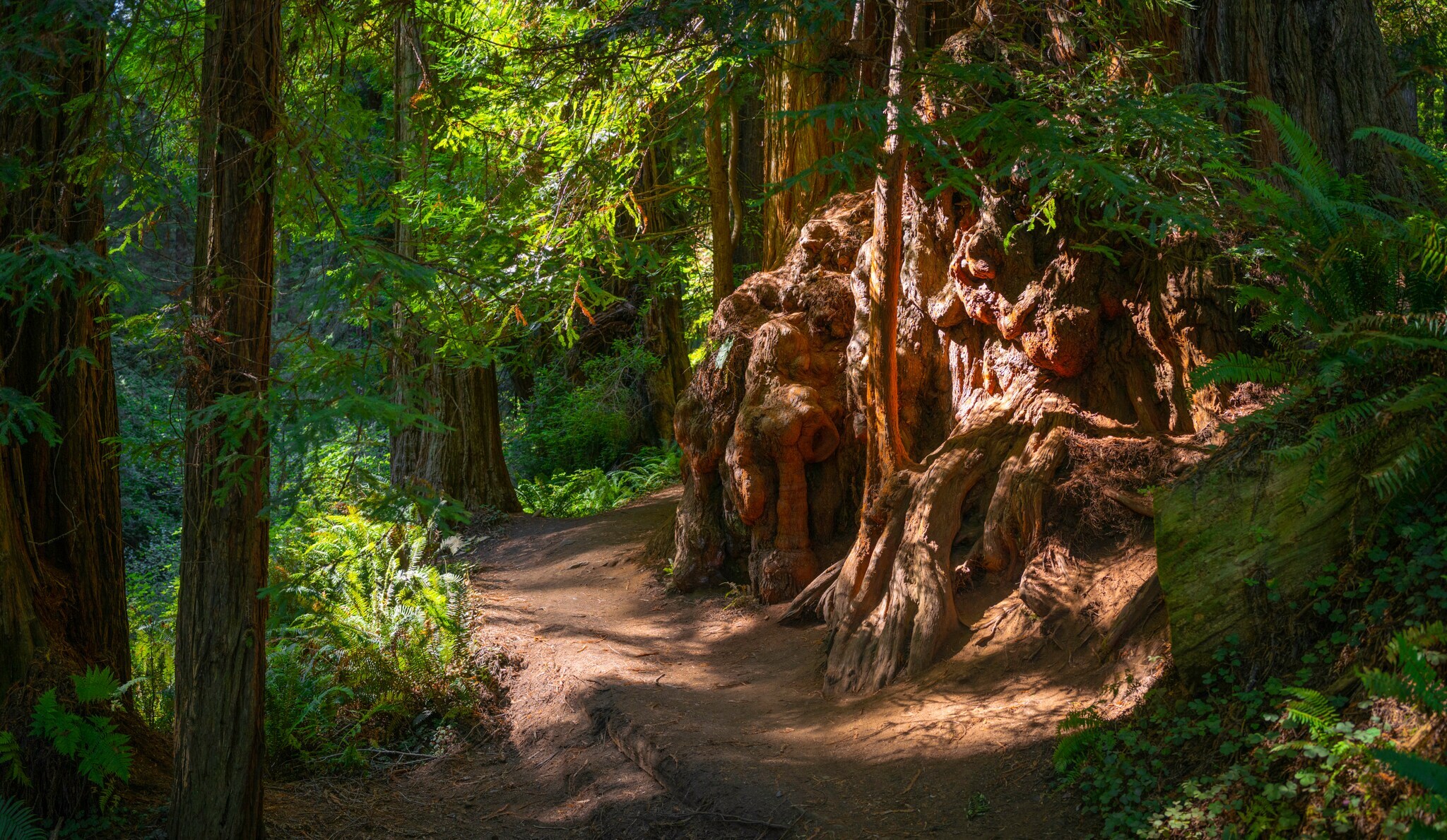 Ein Wanderweg führt durch einen dichten Wald entlang einer Mammutbaumwurzel Ein Wanderweg führt durch einen dichten Wald entlang einer Mammutbaumwurzel