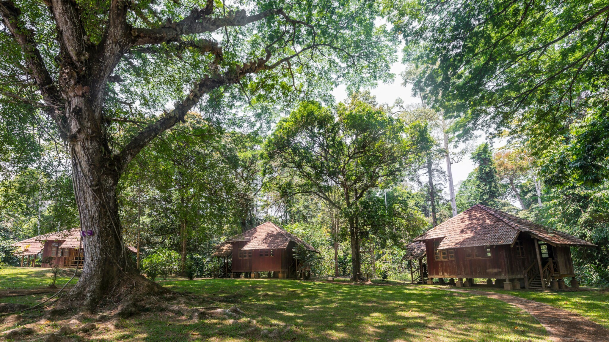 Mehrere traditionelle Holzhäuser auf Stelzen stehen im Schatten großer Bäume im Taman Negara Nationalpark. Mehrere traditionelle Holzhäuser auf Stelzen stehen im Schatten großer Bäume im Taman Negara Nationalpark.