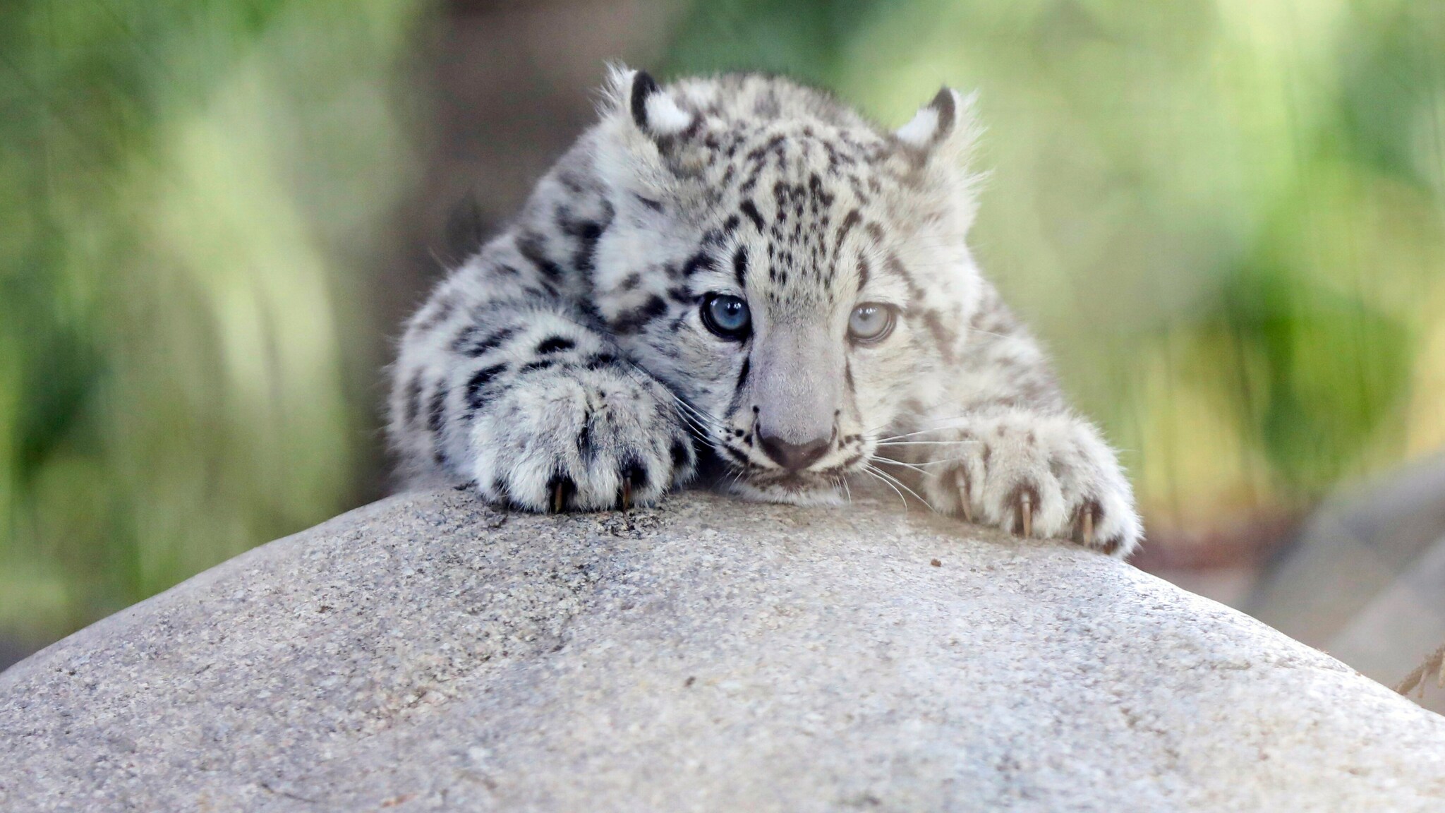 Schneeleoparden-Kätzchen liegt mit ausgestreckten Pfoten auf einem Felsen und schaut nach vorne
