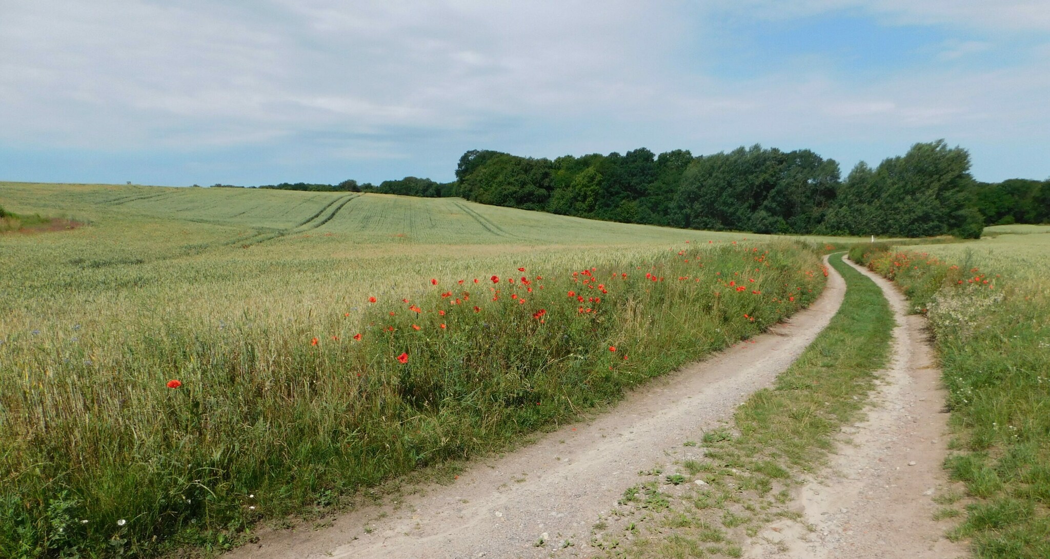 Feldweg, im Hintergrund ein Wald