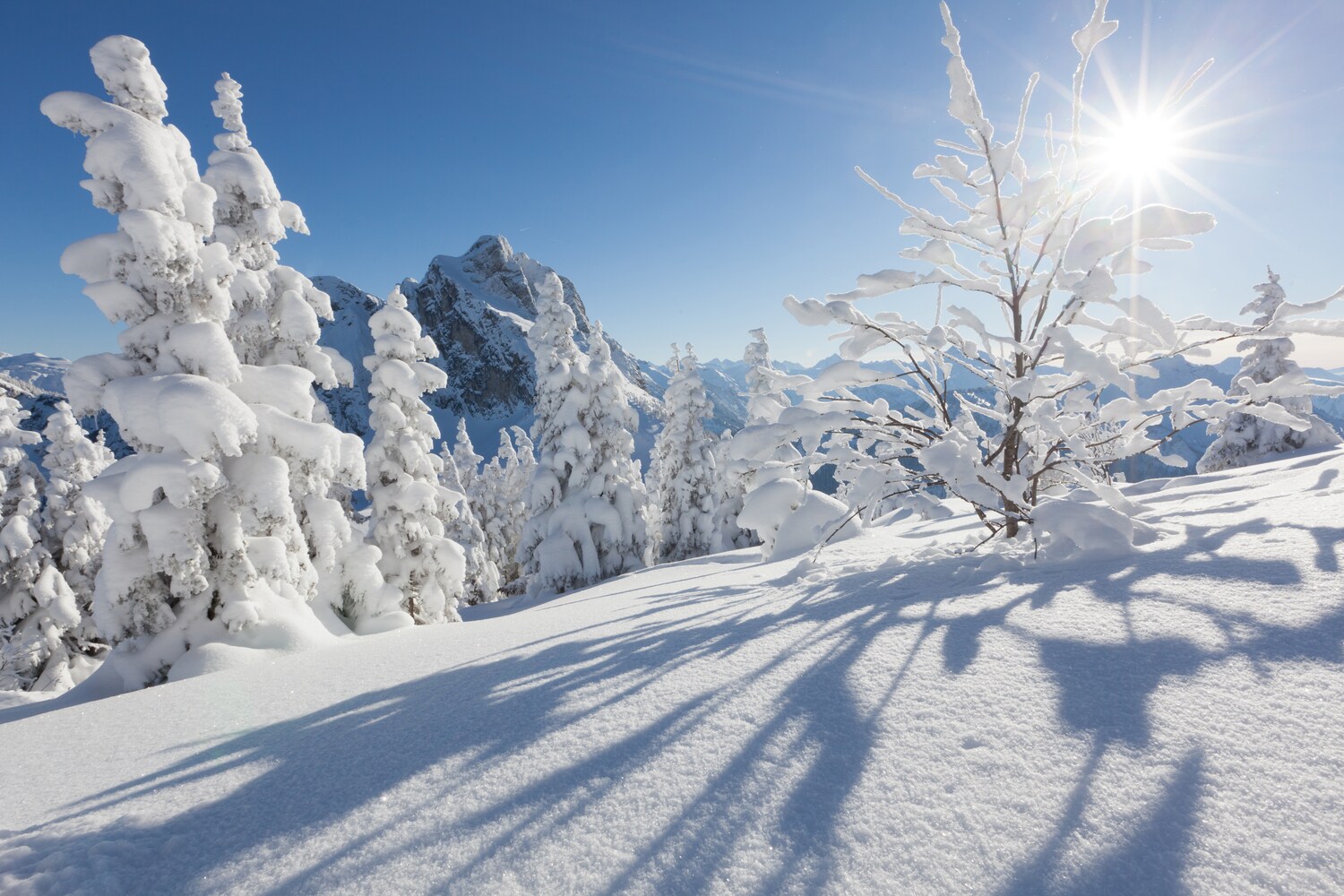Verschneite Bäume auf dem Breitenberg