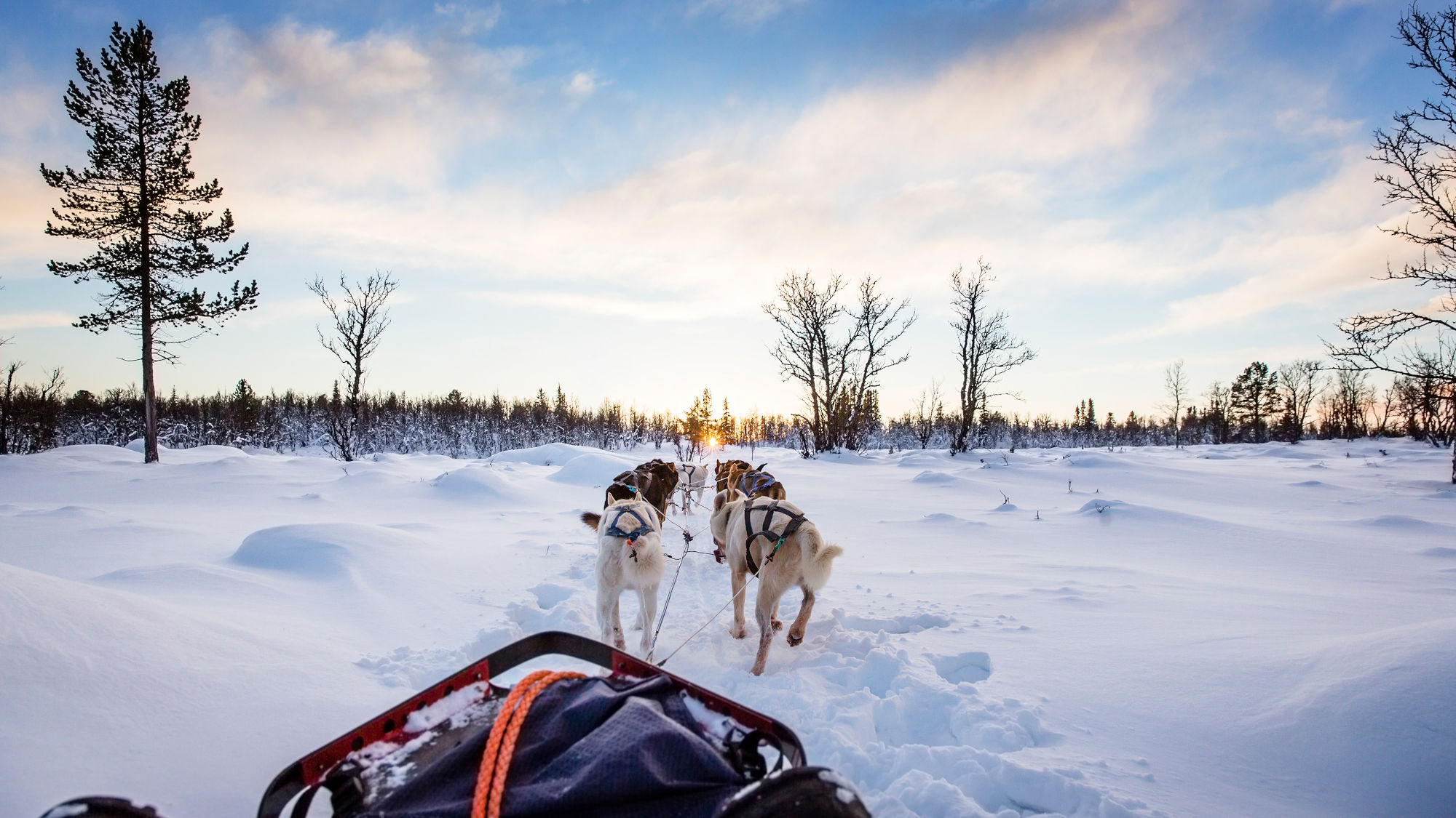 Blick von einem Hundeschlitten auf ein verschneites norwegisches Winterland mit kahlen Bäumen und untergehender Sonne am Horizont.
