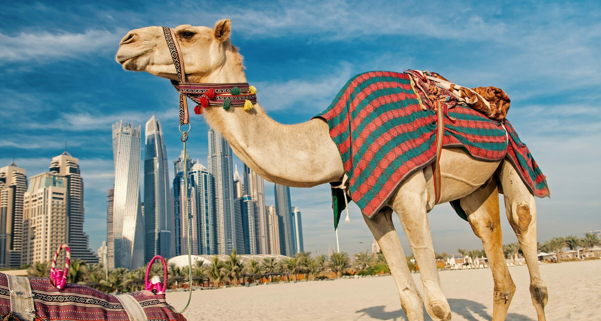 Ein Kamel mit bunter Decke auf dem Rücken vor der Skyline Dubais