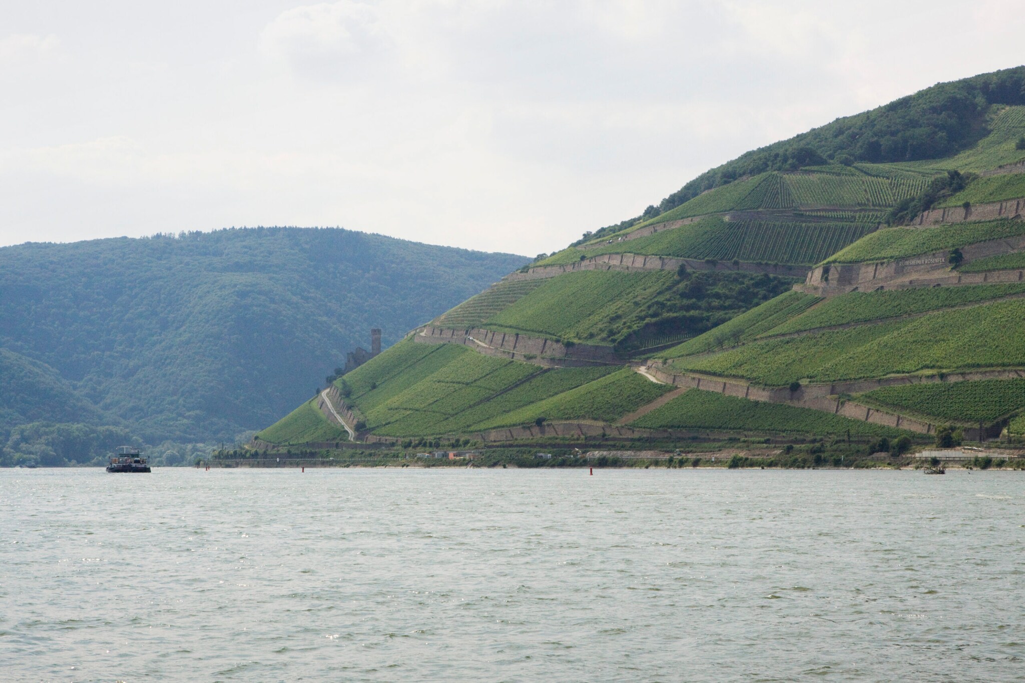 Blick auf einen Weinberg, der direkt am Rhein mündet und auf dem ein Boot fährt