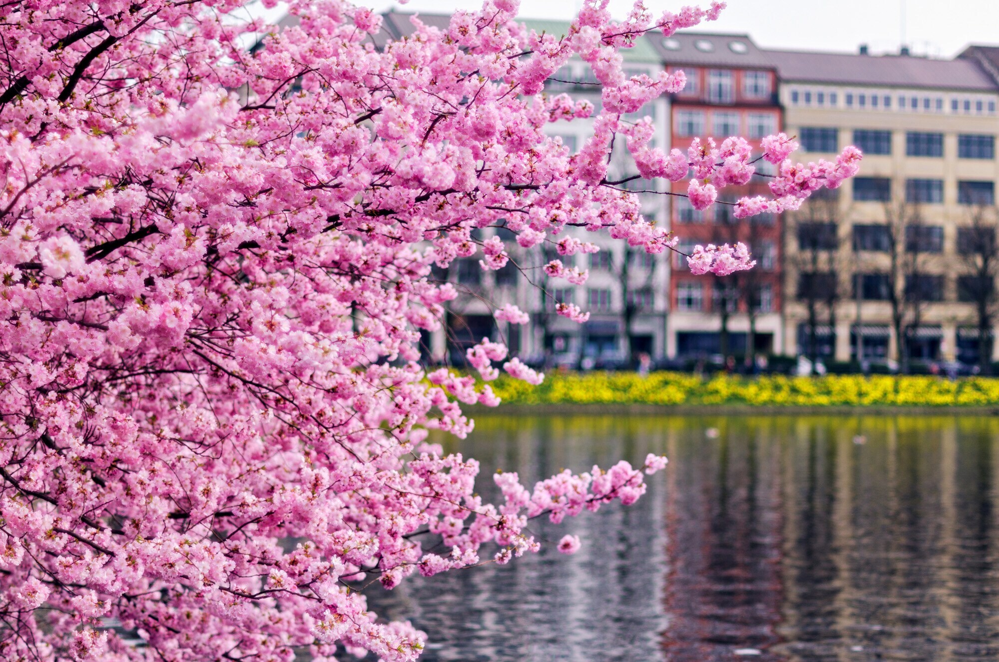 Ein blühender japanischer Kirschbaum an der Alster in Hamburg.
