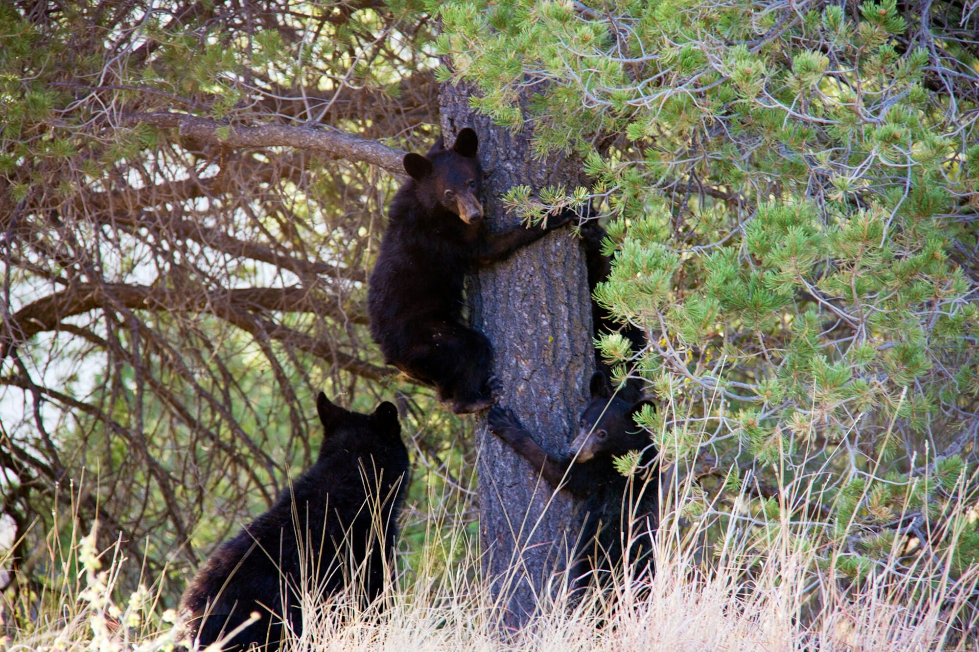 Drei junge Schwarzbären beim Klettern auf einen Baum. Drei junge Schwarzbären beim Klettern auf einen Baum.