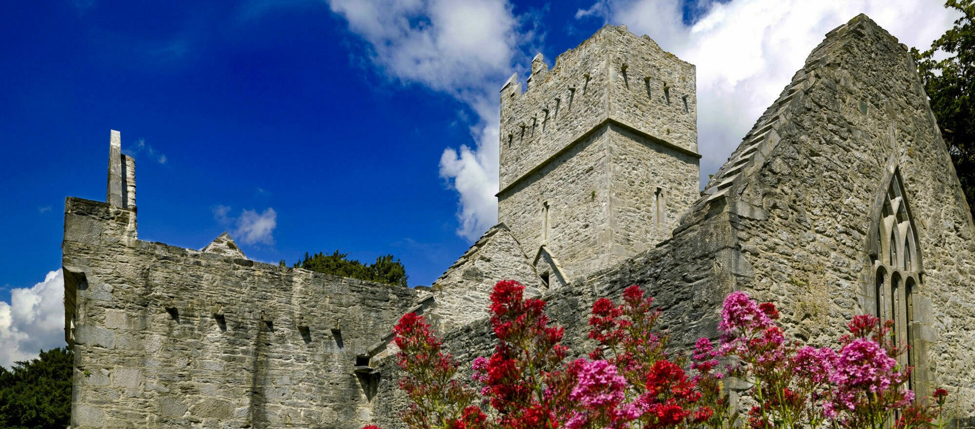 Rot-pinke Sommerblumen vor den malerischen Ruinen der alten Muckross Abbey. Rot-pinke Sommerblumen vor den malerischen Ruinen der alten Muckross Abbey.