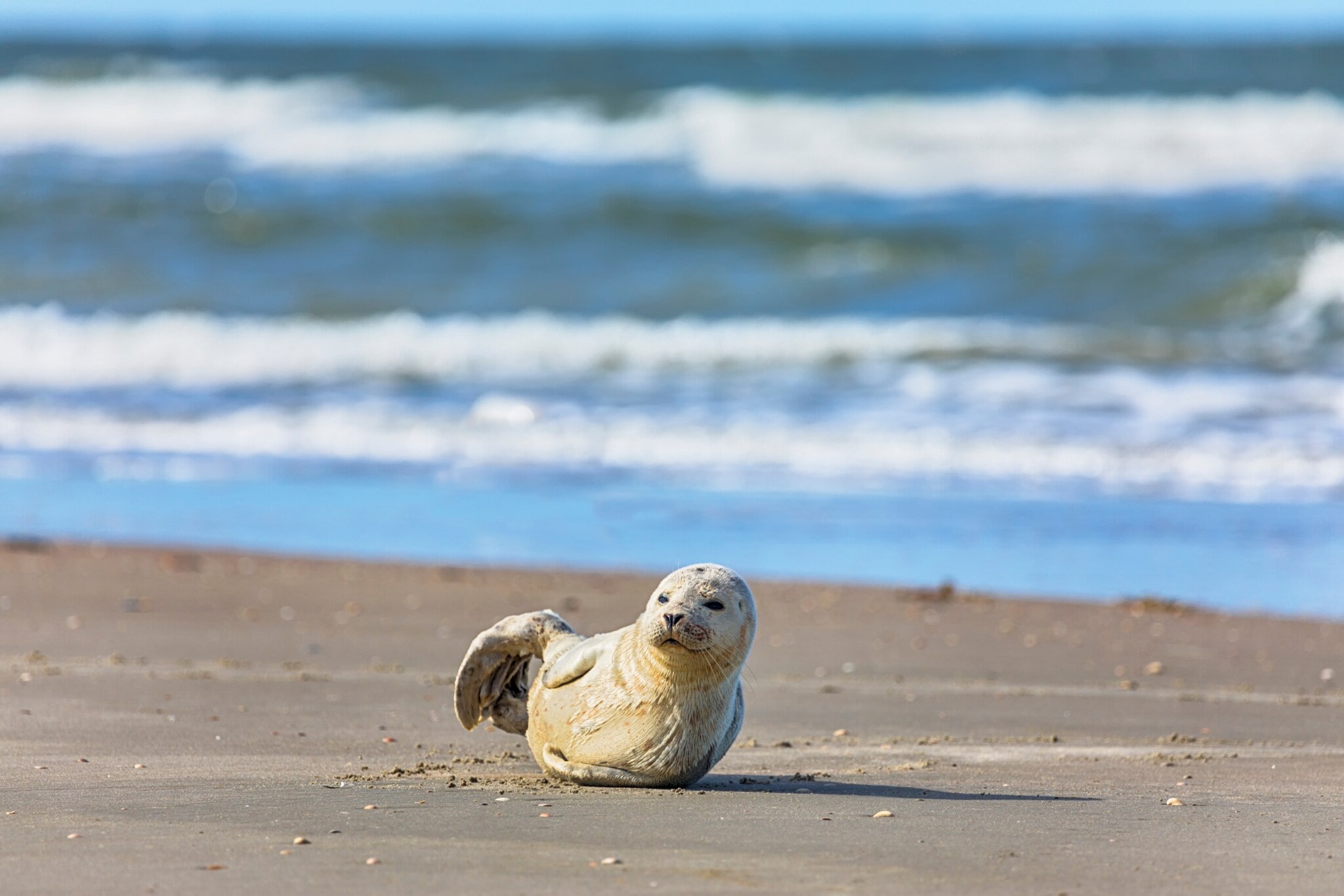Junges Seehundbaby sonnt sich am Strand der dänischen Nordseeinsel Rømø. Junges Seehundbaby sonnt sich am Strand der dänischen Nordseeinsel Rømø.