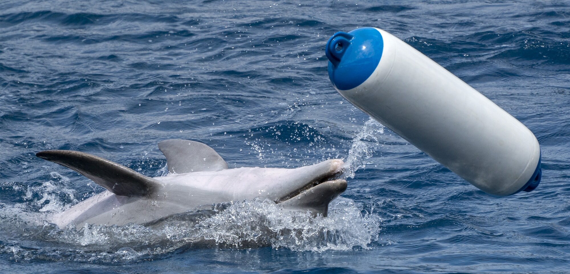 Ein Delfin spielt mit einer Boje im Meer.