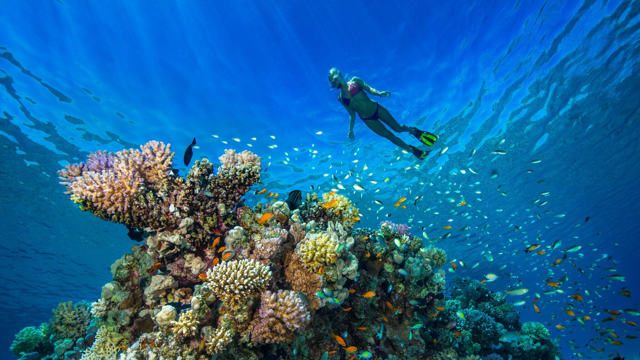 Ein Taucher mit Schnorchel und Flossen schwimmt über ein farbenfrohes Korallenriff mit vielen kleinen Fischen im klaren Wasser.