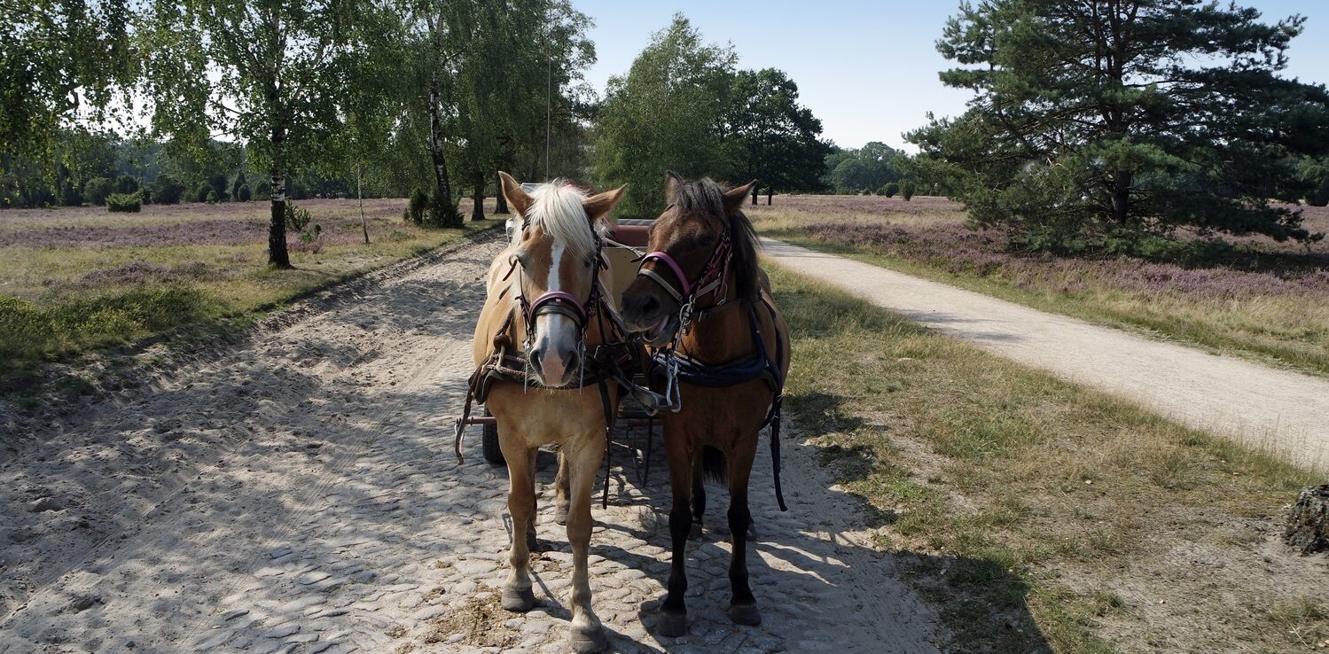 Zwei Pferde vor eine Kutsche, im Hintergrund Heide und Bäume