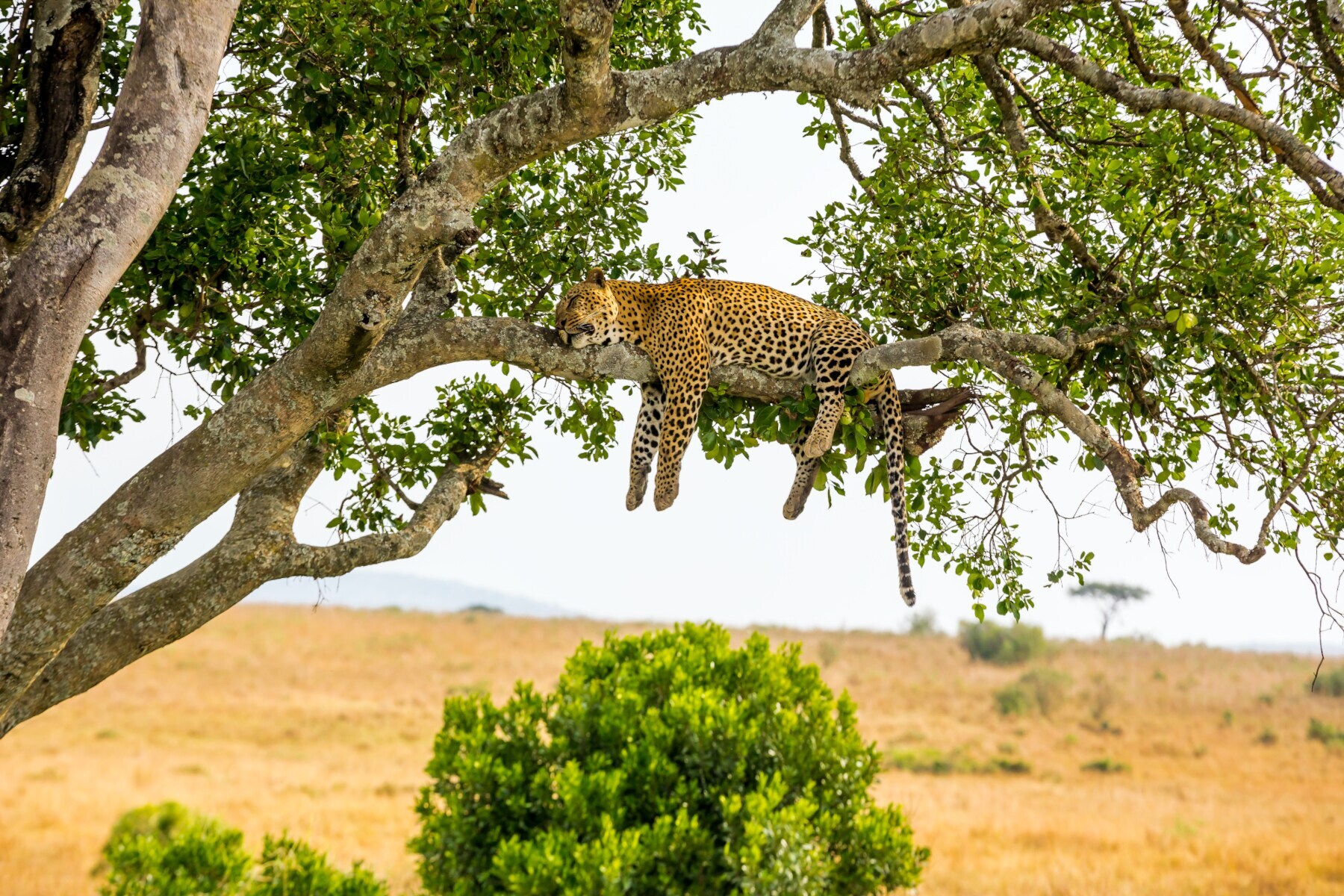 Ein Leopard schläft auf einem Ast in einem Baum in der Steppe