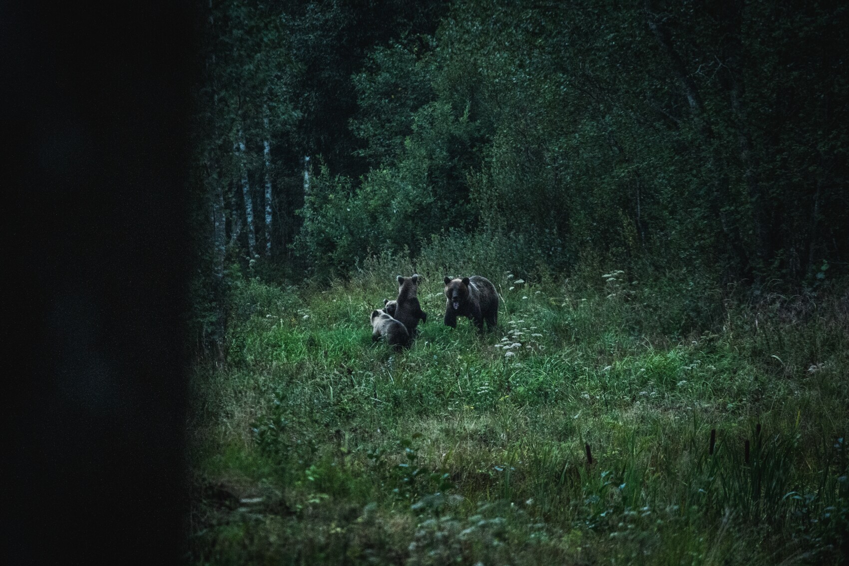 Bärenjungen spielen in der Dämmerung in einem Wald. Bärenjungen spielen in der Dämmerung in einem Wald.