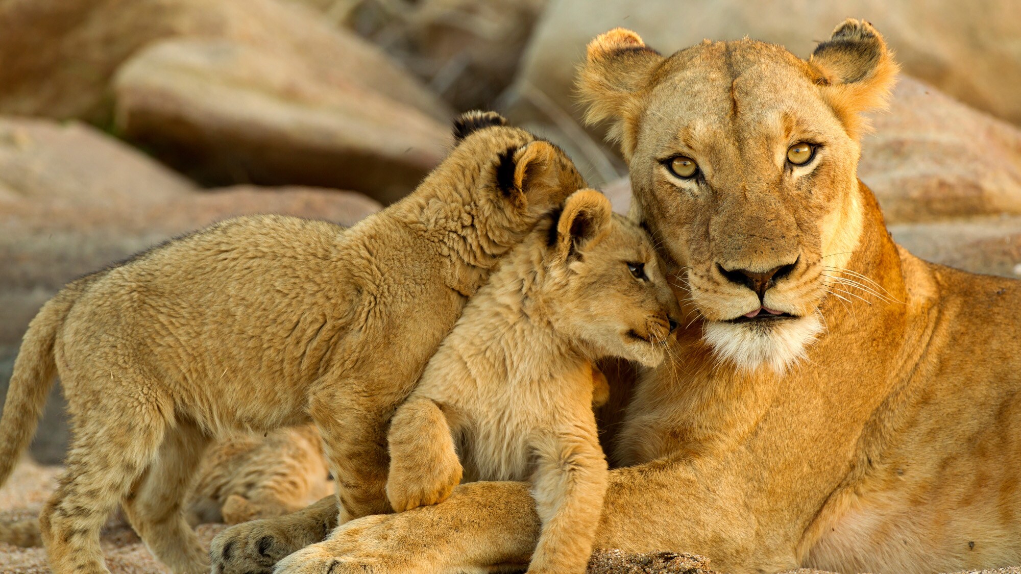 Porträt einer Löwin, die mit zwei Jungtieren kuschelt Porträt einer Löwin, die mit zwei Jungtieren kuschelt