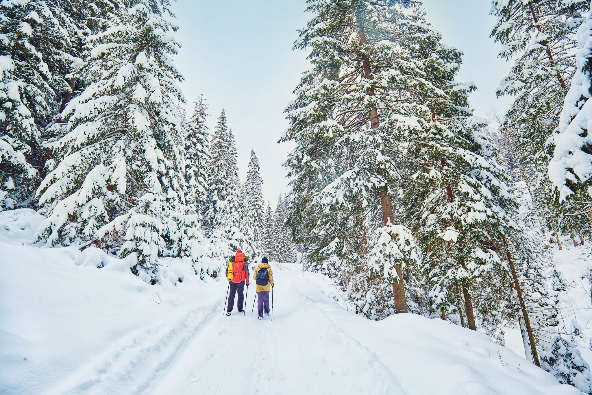 Waldweg, Schnee, Tannen. Mittendrin zwei Wandernde mit Stöcken, von hinten fotografiert