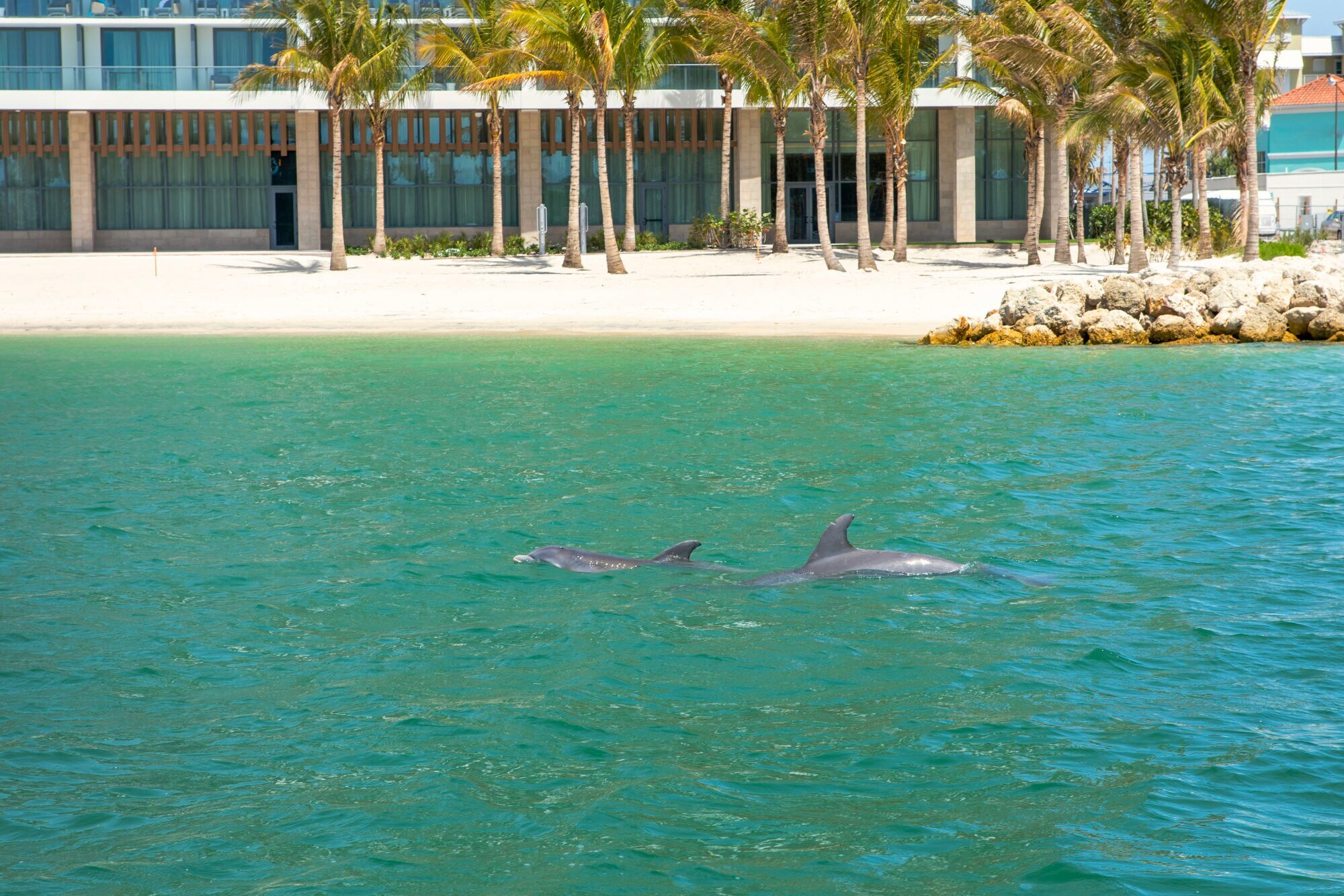 Zwei Delfine in freier Wildbahn nahe dem Ufer von Clearwater Beach, die Hotelanlage ist nur ein paar Meter entfernt. Zwei Delfine in freier Wildbahn nahe dem Ufer von Clearwater Beach, die Hotelanlage ist nur ein paar Meter entfernt.