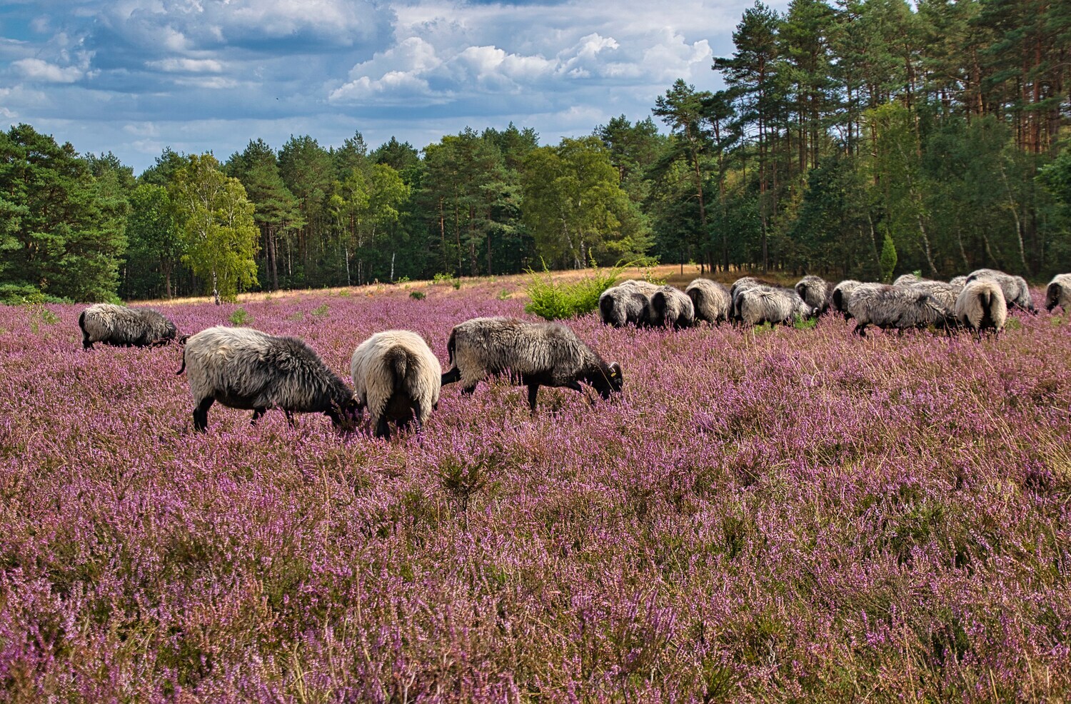 Heidschnucken grasen in der Heide, im Hintergrund Wald