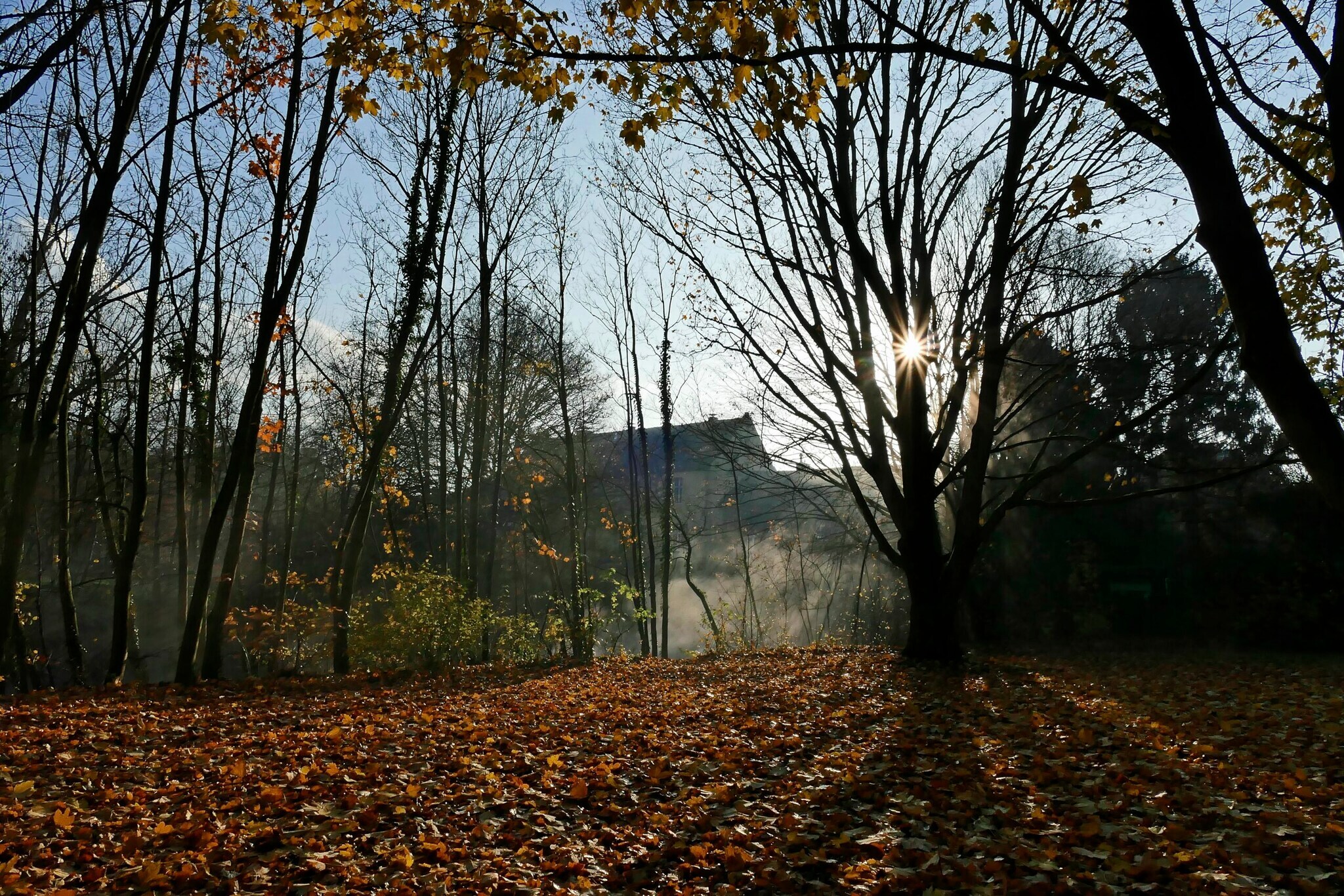 Herbstbäume, hinter den vor Häusern Nebel aufsteigt