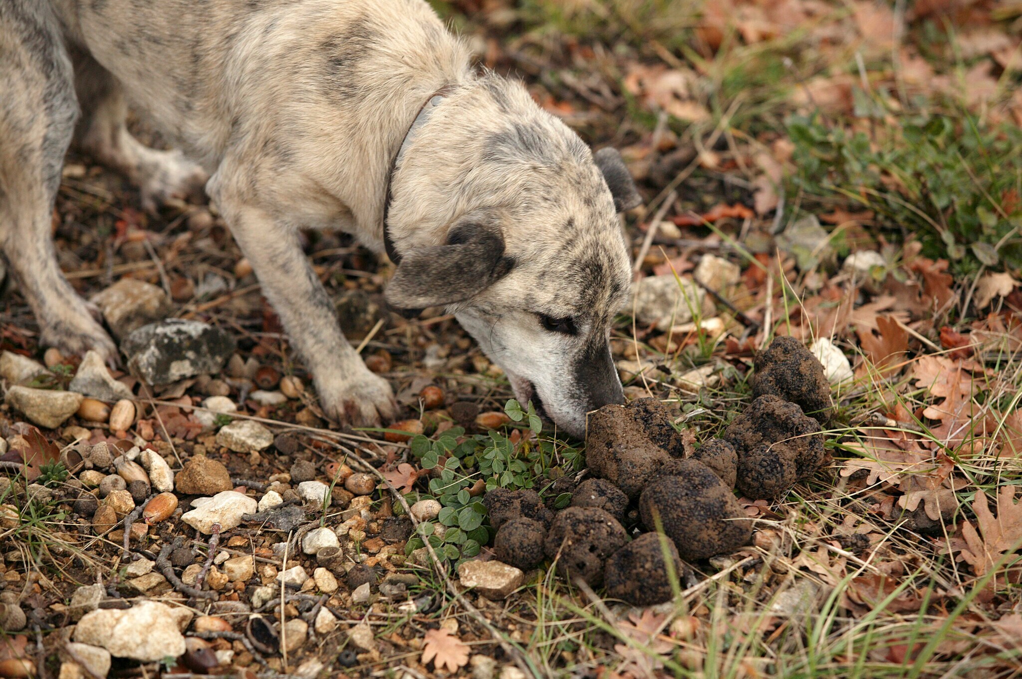 Ein Trüffelhund schnuppert an einigen Trüffeln
