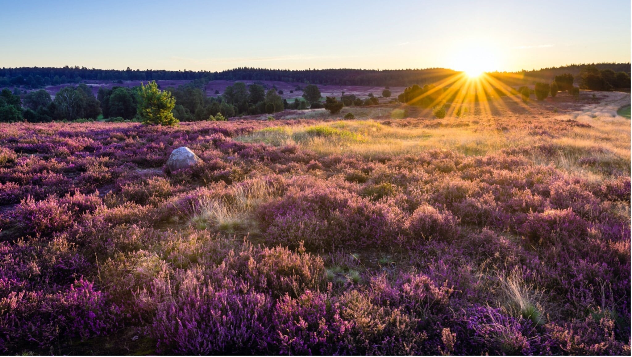Sonnenaufgang über der blühenden Lüneburger Heide mit violetten Heidekrautfeldern und vereinzelten Bäumen Sonnenaufgang über der blühenden Lüneburger Heide mit violetten Heidekrautfeldern und vereinzelten Bäumen
