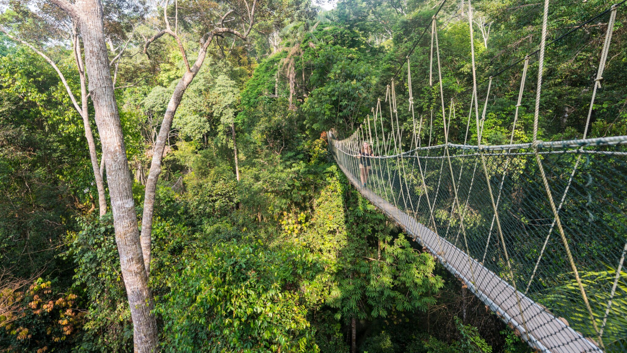 Hängende Seilbrücke über dichten, grünen Regenwald im Taman Negara Nationalpark, mit zwei Personen auf der Brücke.