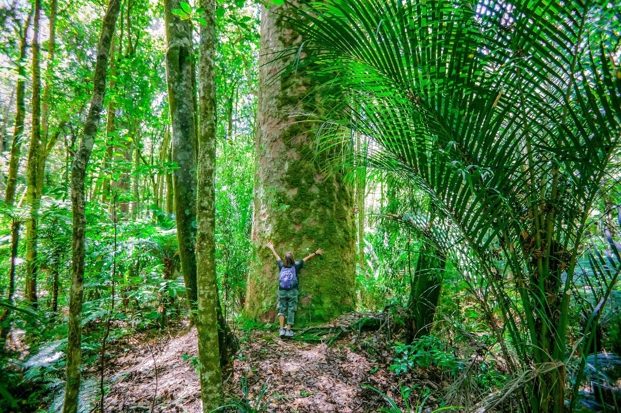 Eine Person versucht im Wald einen gigantischen Baum zu umarmen
