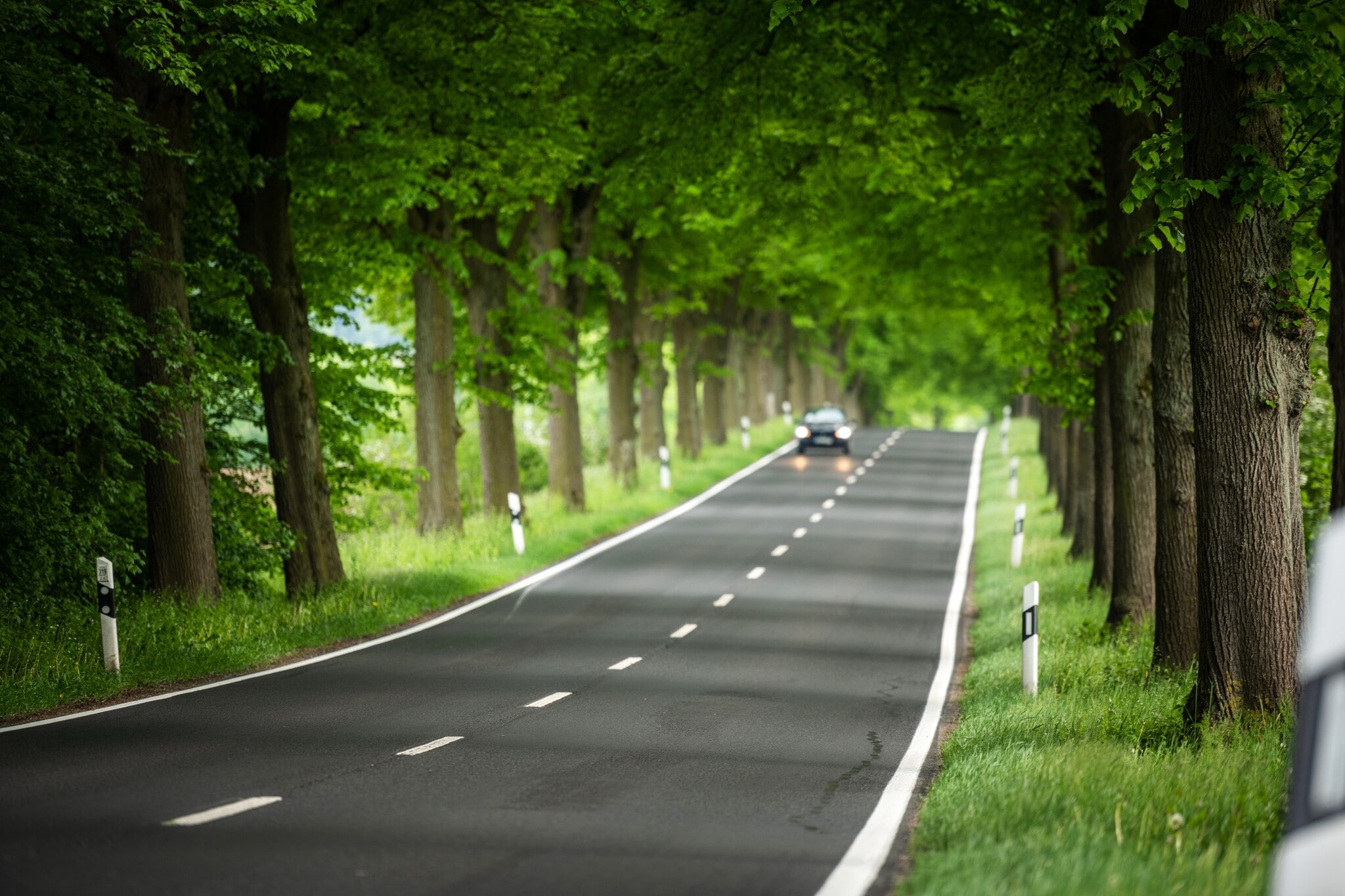 Deutsche Alleenstraße im Sommer mit knorrigen Bäumen links und rechts der Fahrbahn. Deutsche Alleenstraße im Sommer mit knorrigen Bäumen links und rechts der Fahrbahn.
