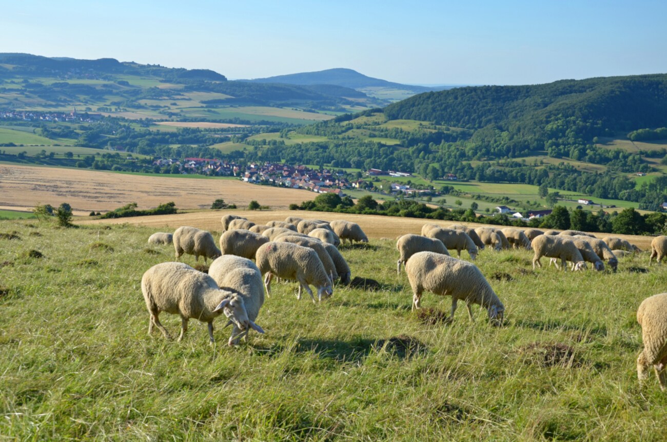 Schafe weiden auf einer Wiese mit grünen Hügeln im Hintergrund