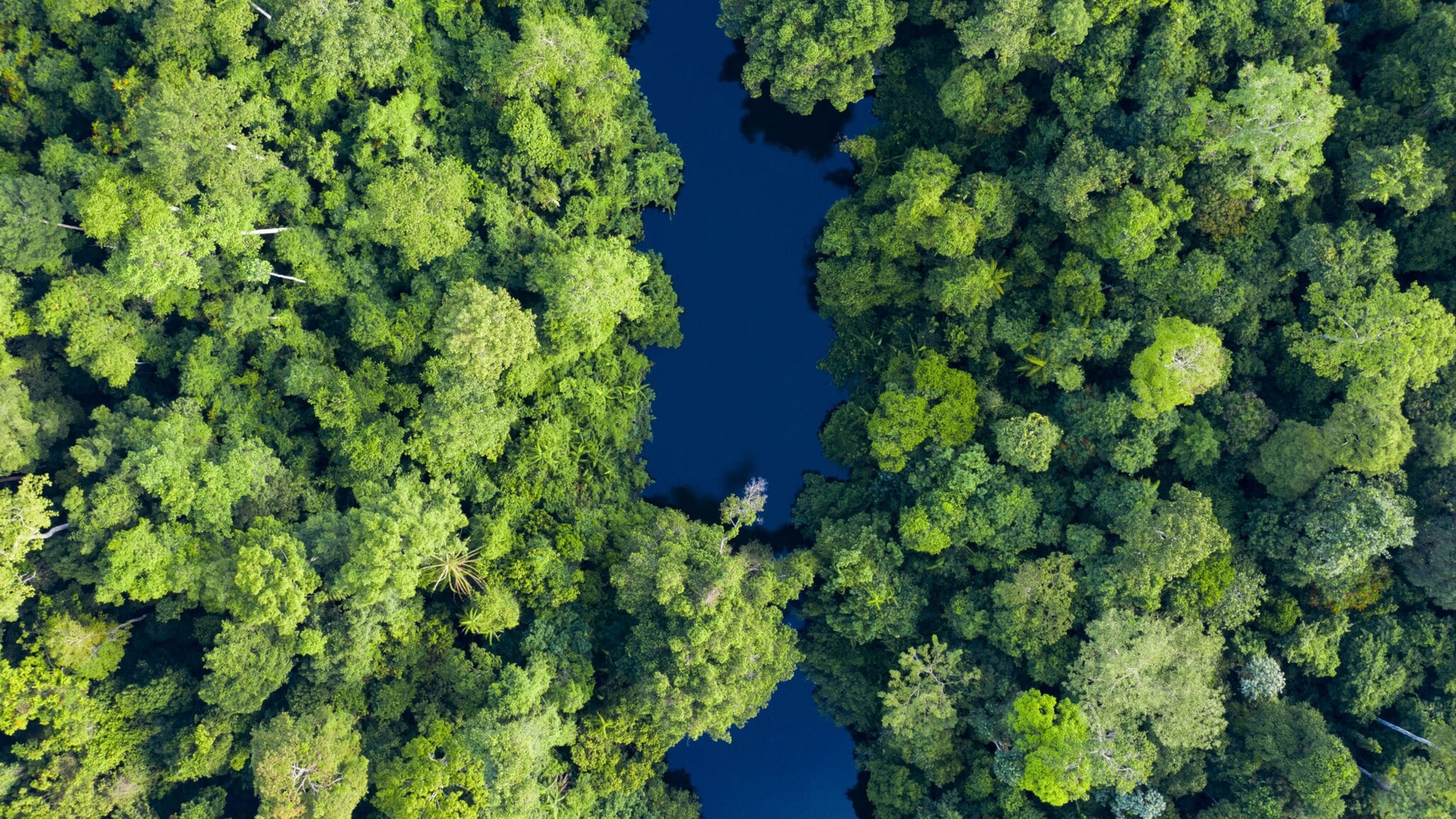 Luftaufnahme eines schmalen, dunkelblauen Flusses, der von dichtem, grünem Regenwald umgeben ist, im Taman Negara Nationalpark. Luftaufnahme eines schmalen, dunkelblauen Flusses, der von dichtem, grünem Regenwald umgeben ist, im Taman Negara Nationalpark.