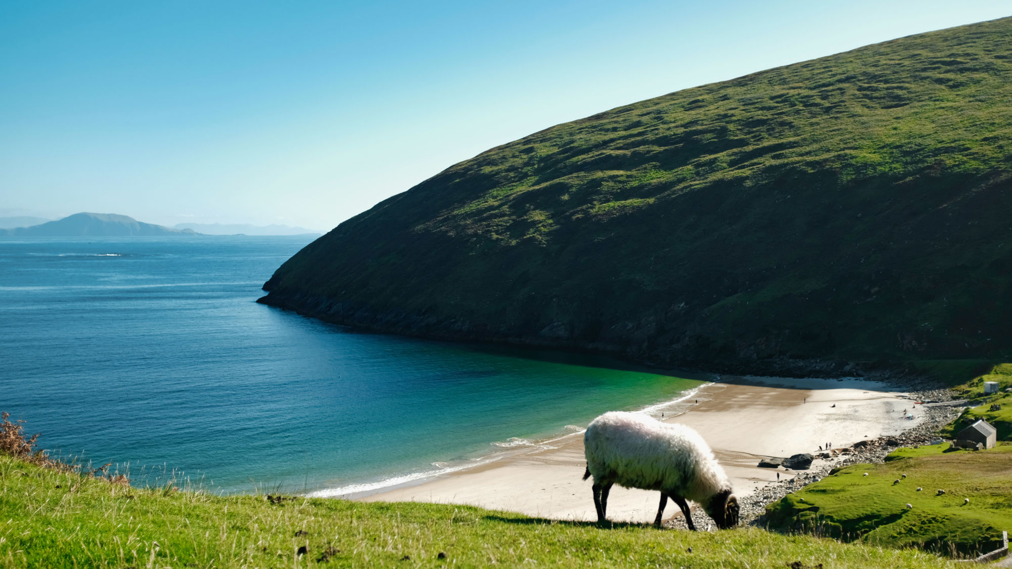 Eine grüne Wiese mit einem Schaf, das grast. Im Hintergrund ist eine Küste mit einem ruhigen, blauen Wasser und einer bewaldeten Hügelkette zu sehen. Eine grüne Wiese mit einem Schaf, das grast. Im Hintergrund ist eine Küste mit einem ruhigen, blauen Wasser und einer bewaldeten Hügelkette zu sehen.