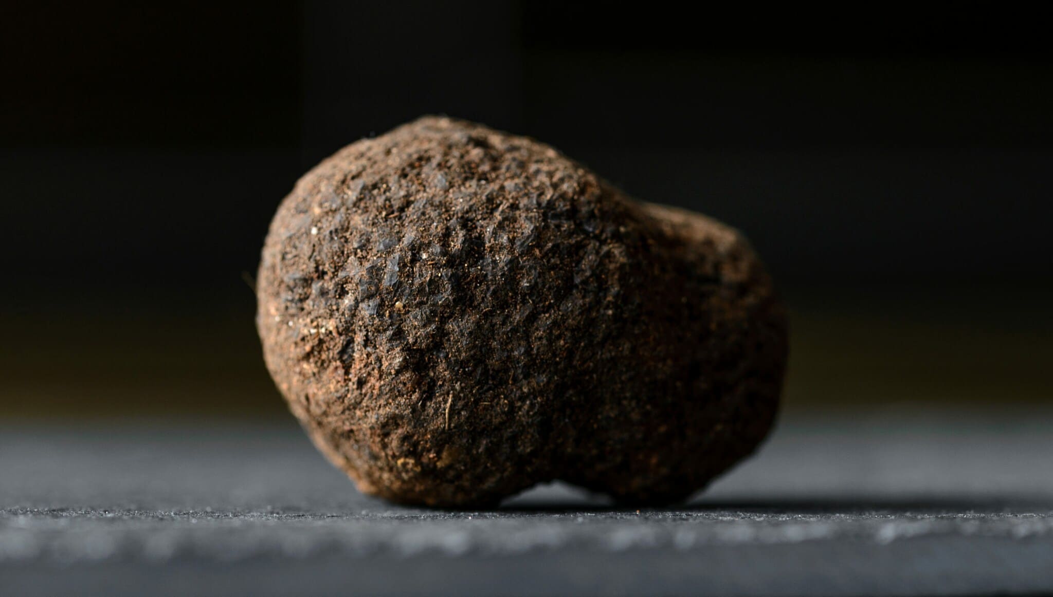 Schwarzer Périgord-Trüffel Schwarzer Périgord-Trüffel