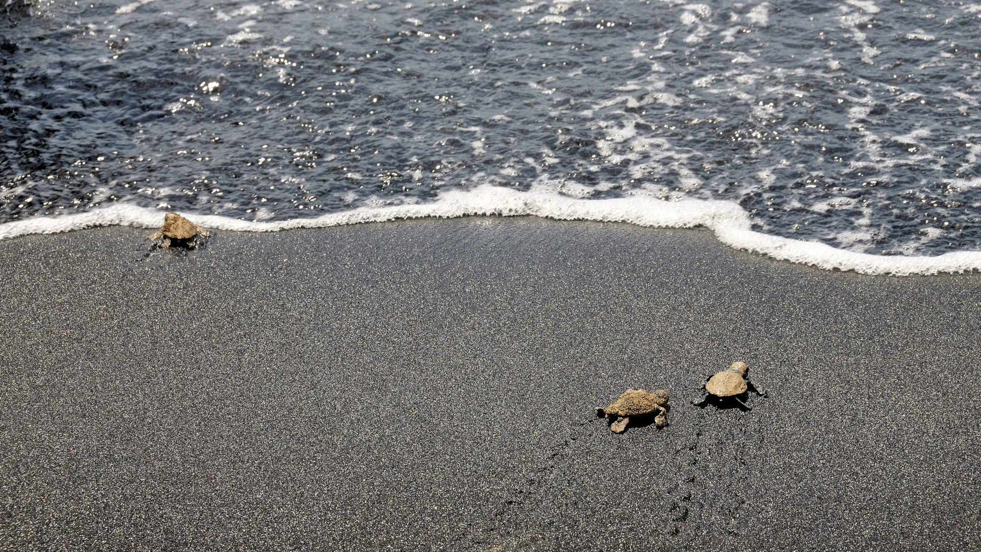Drei kleine Schildkröten auf einem schwarzen Sandstrand, mit Wellen, die sanft an den Strand rollen.