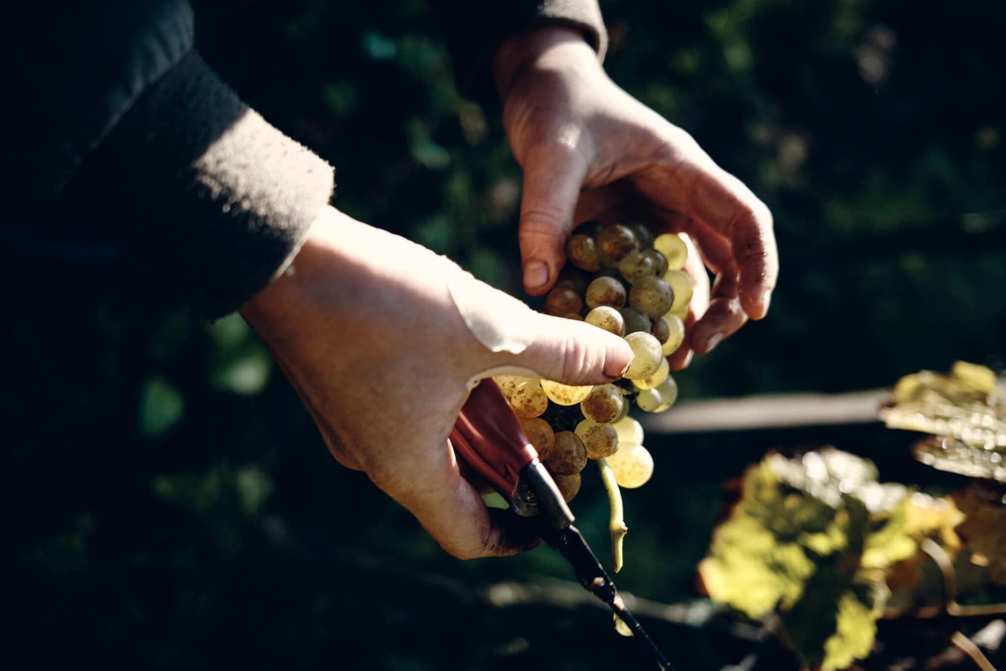 Detailaufnahme zweier Hände, die Trauben und eine Winzerschere halten Detailaufnahme zweier Hände, die Trauben und eine Winzerschere halten