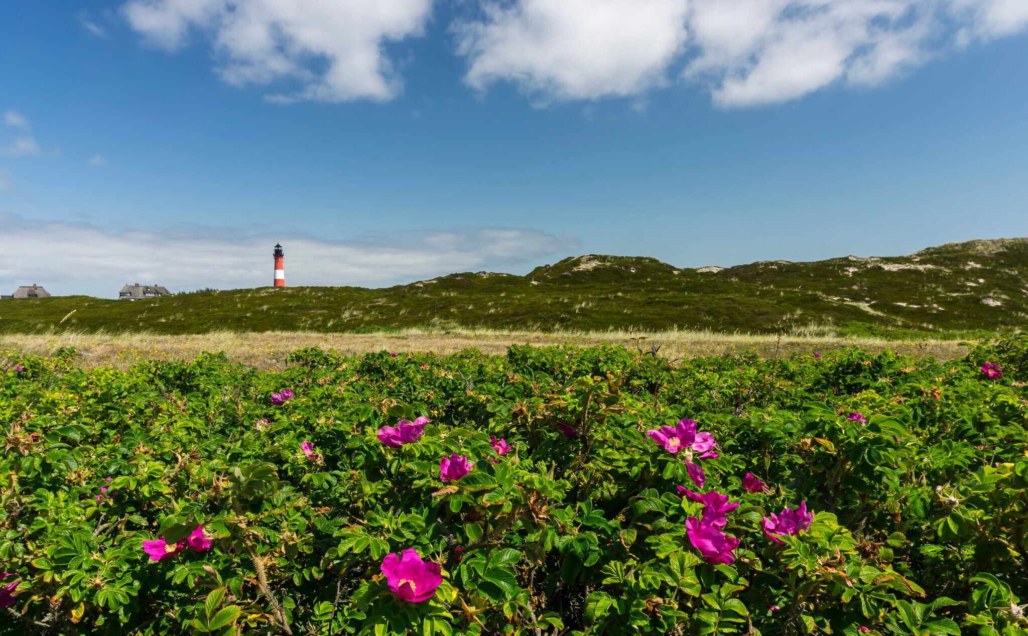 Mit Gras bewachsene Dünen und in der Ferne ein Leuchtturm