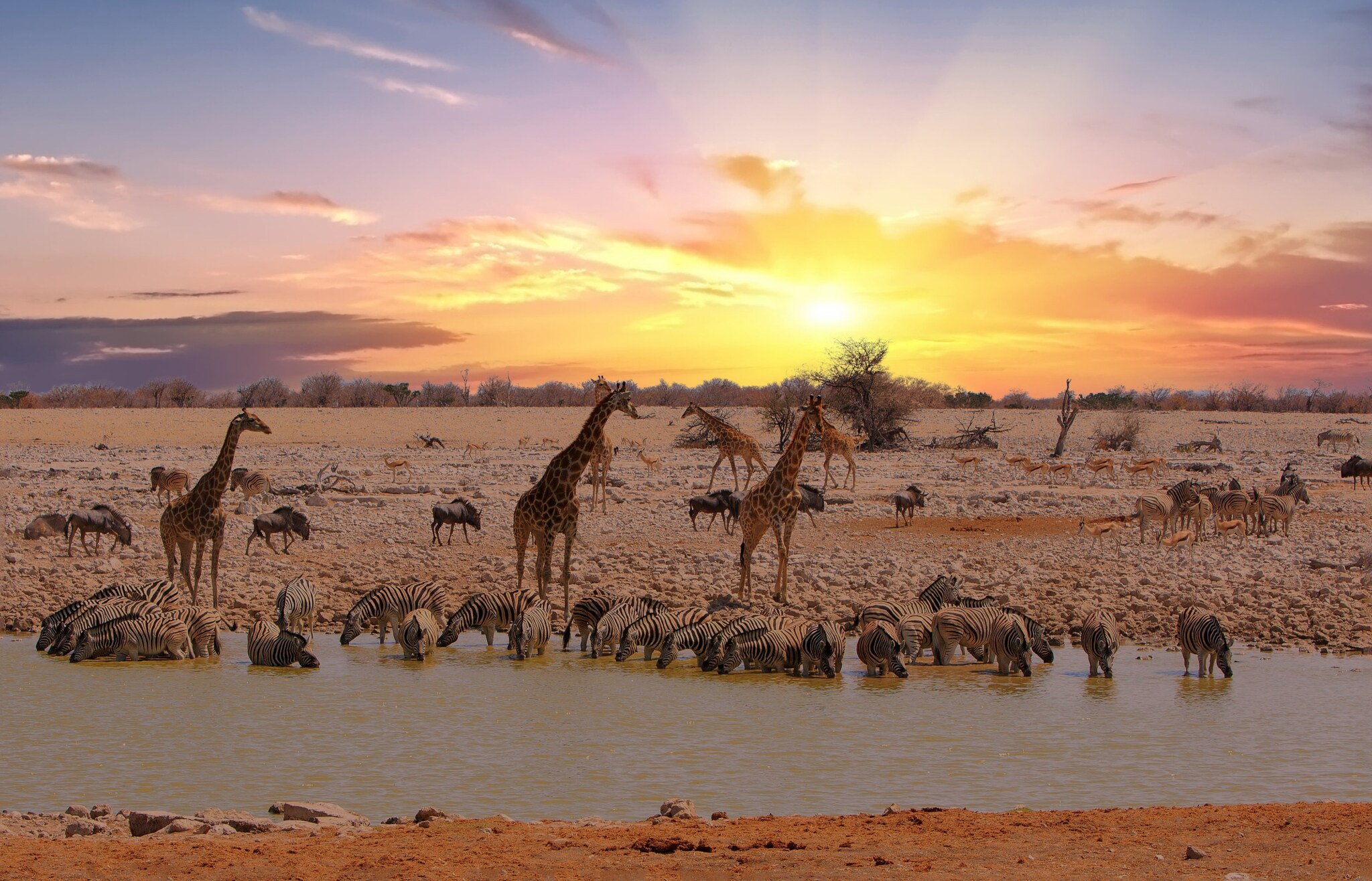 Giraffen und Zebras an einem Wasserloch in der Steppe bei Sonnenuntergang. Giraffen und Zebras an einem Wasserloch in der Steppe bei Sonnenuntergang.