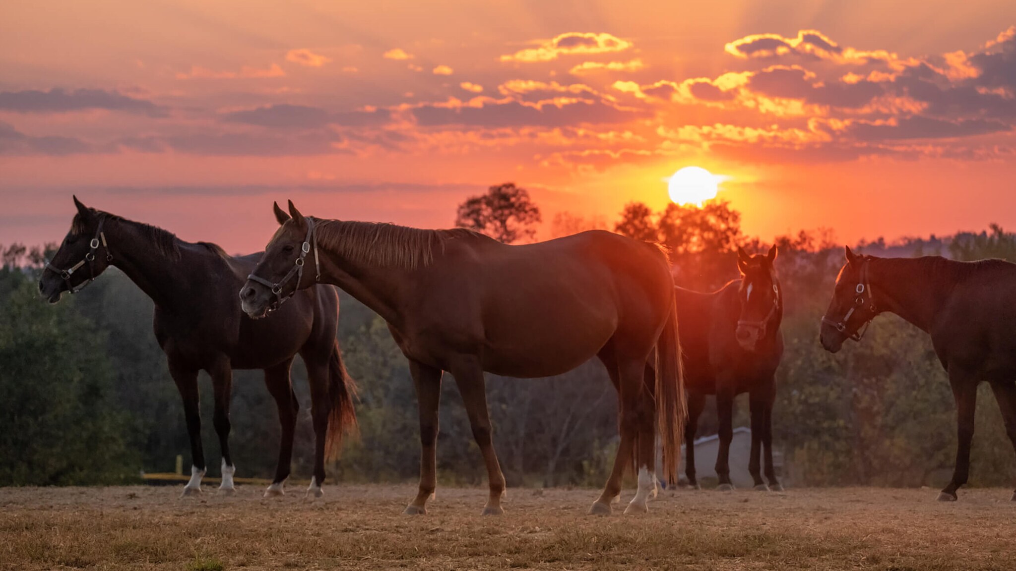 Vier Pferde auf einer Weide bei Sonnenuntergang auf der Taylor Made Farm