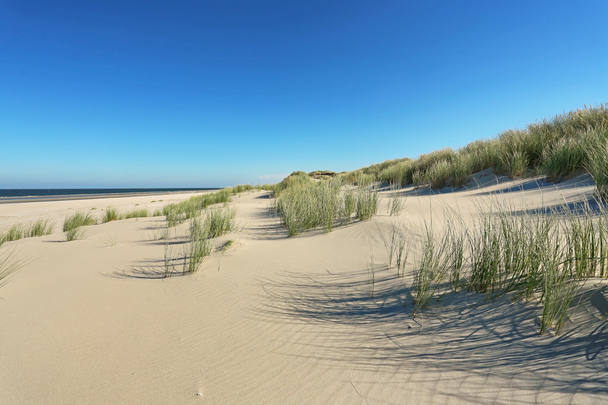 Dünenlandschaft mit Gräsern an einem weitläufigen Strand
