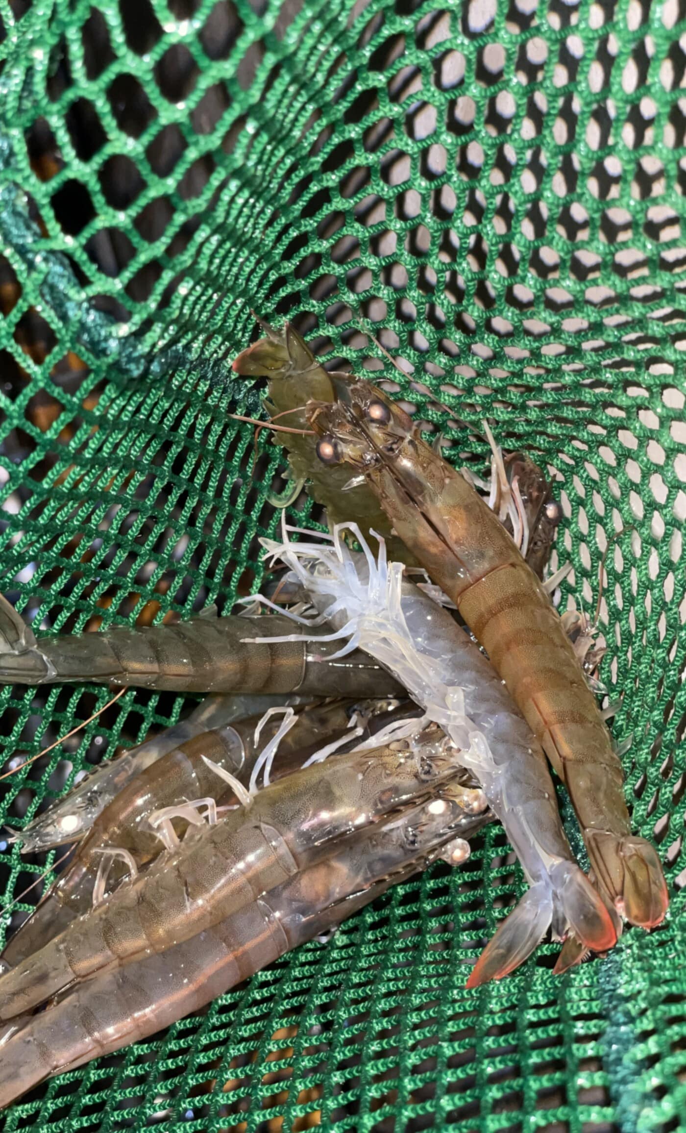 Nachhaltige Garnelen in einem Netz Nachhaltige Garnelen in einem Netz