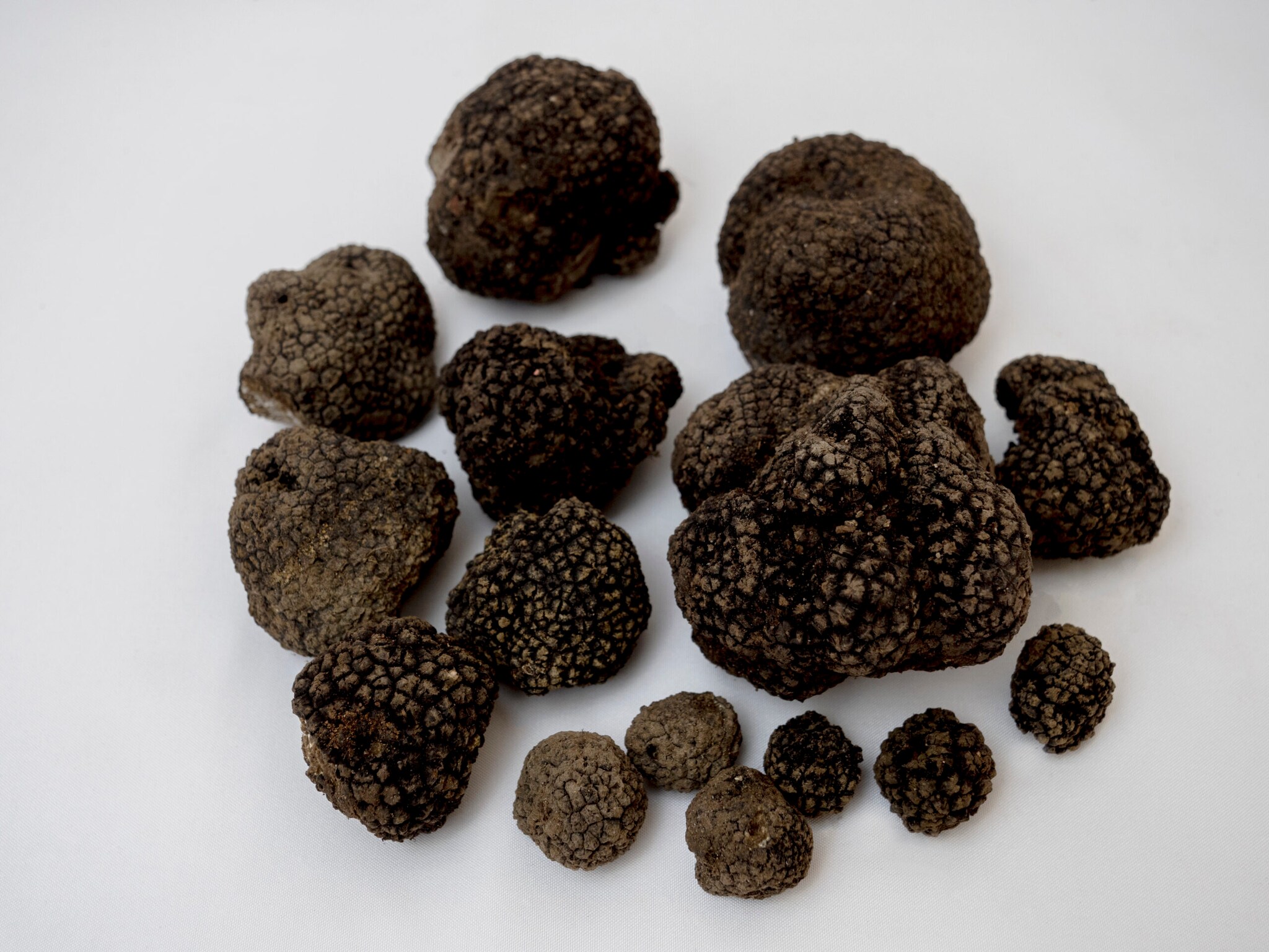 Mehrere Sommertrüffel auf einer hellen Unterlage