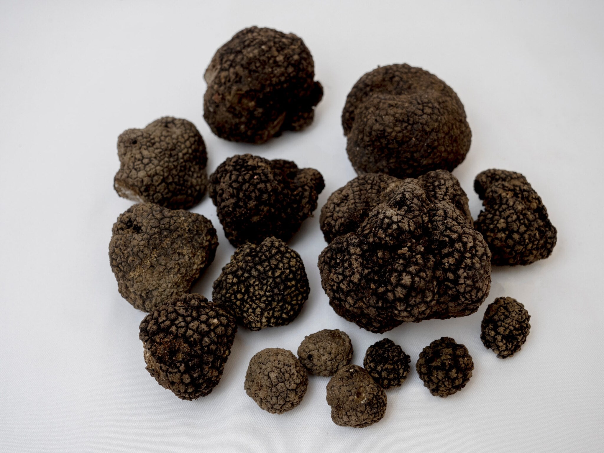 Mehrere Sommertrüffel auf einer hellen Unterlage Mehrere Sommertrüffel auf einer hellen Unterlage