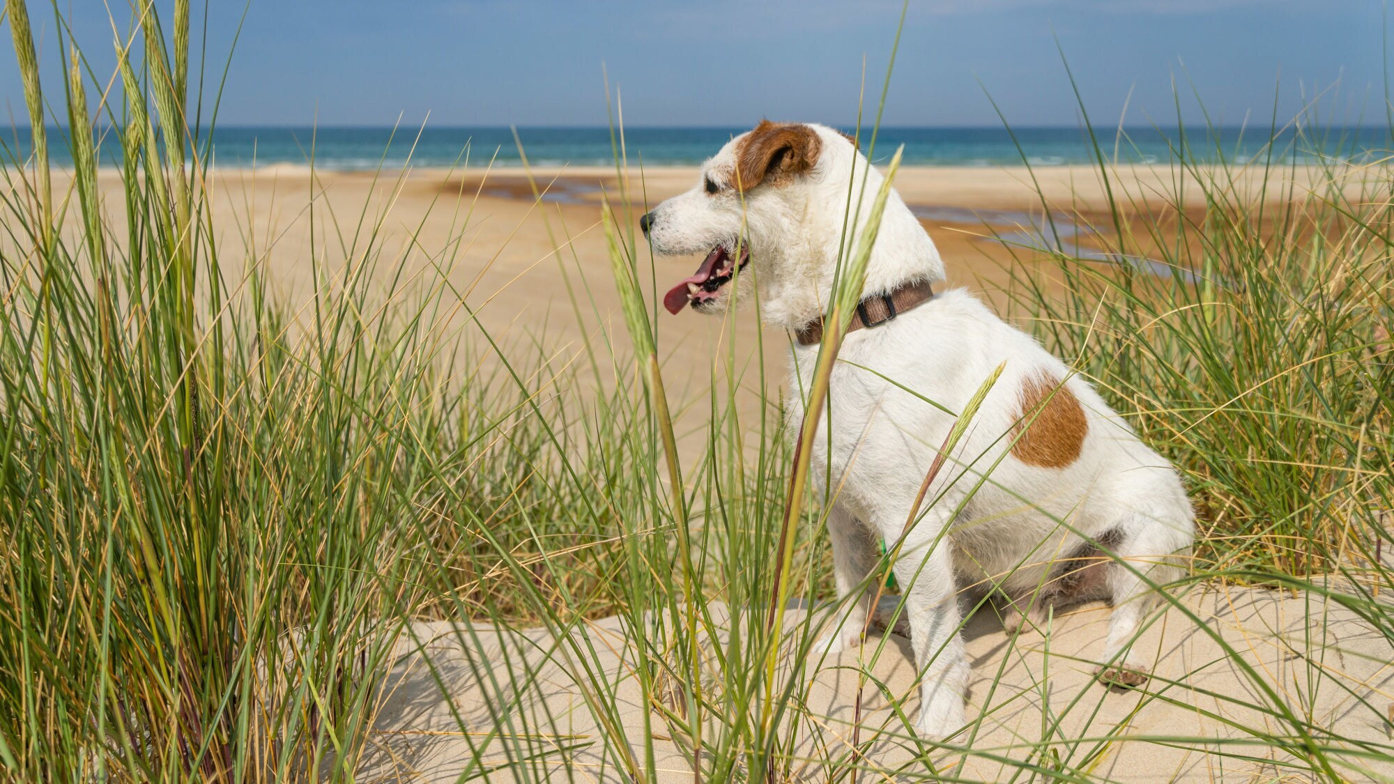 Ein Jack Russel Terrier sitzt in grasbewachsener Düne am Meer.