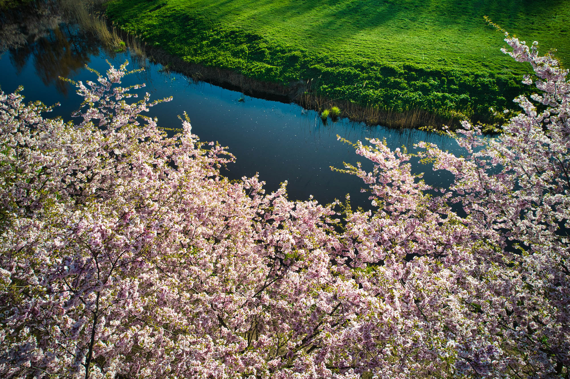 Japanische Kirschblüten blühen an Bäumen an einem Fluss.